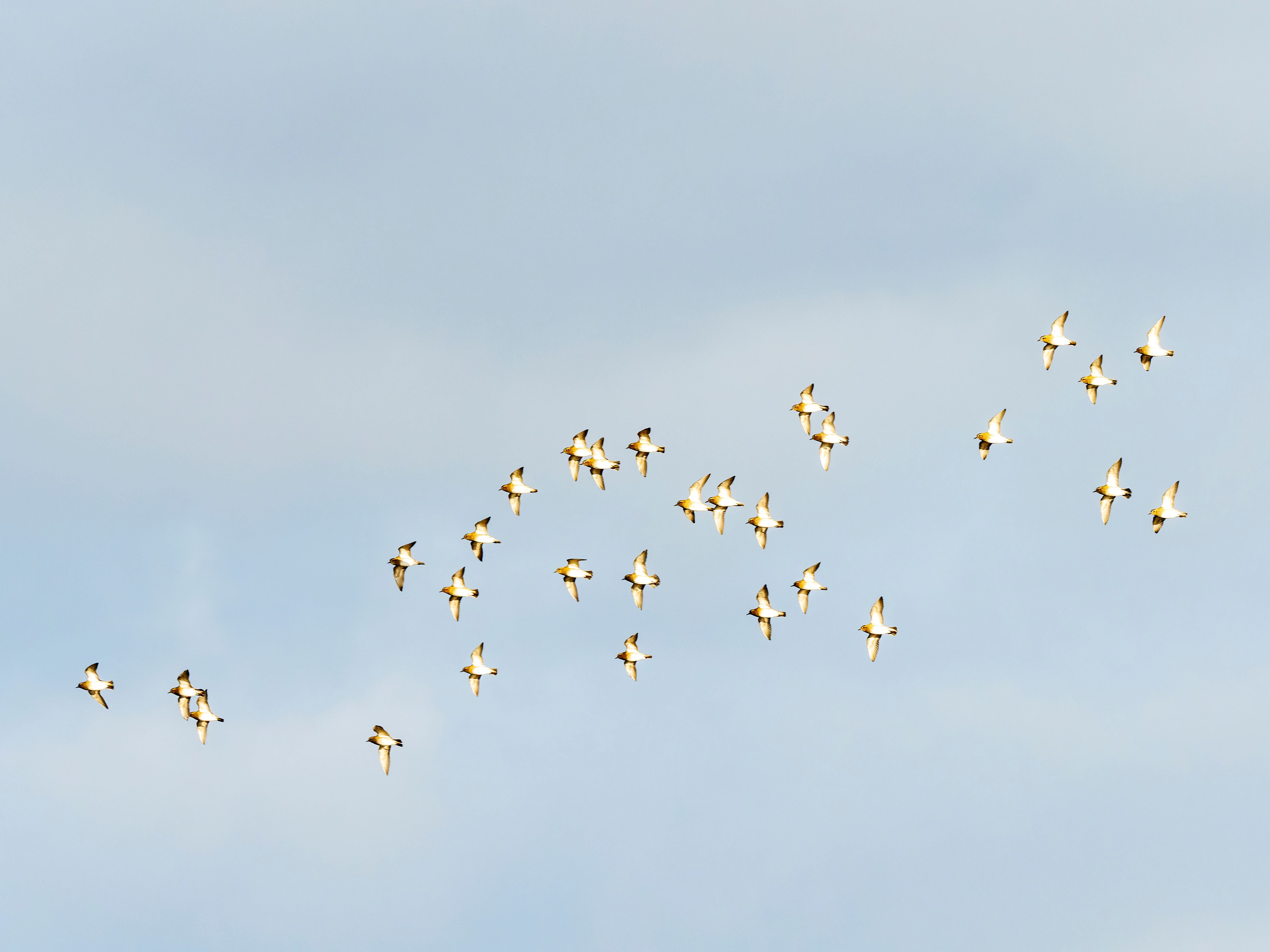 bird flight diverters