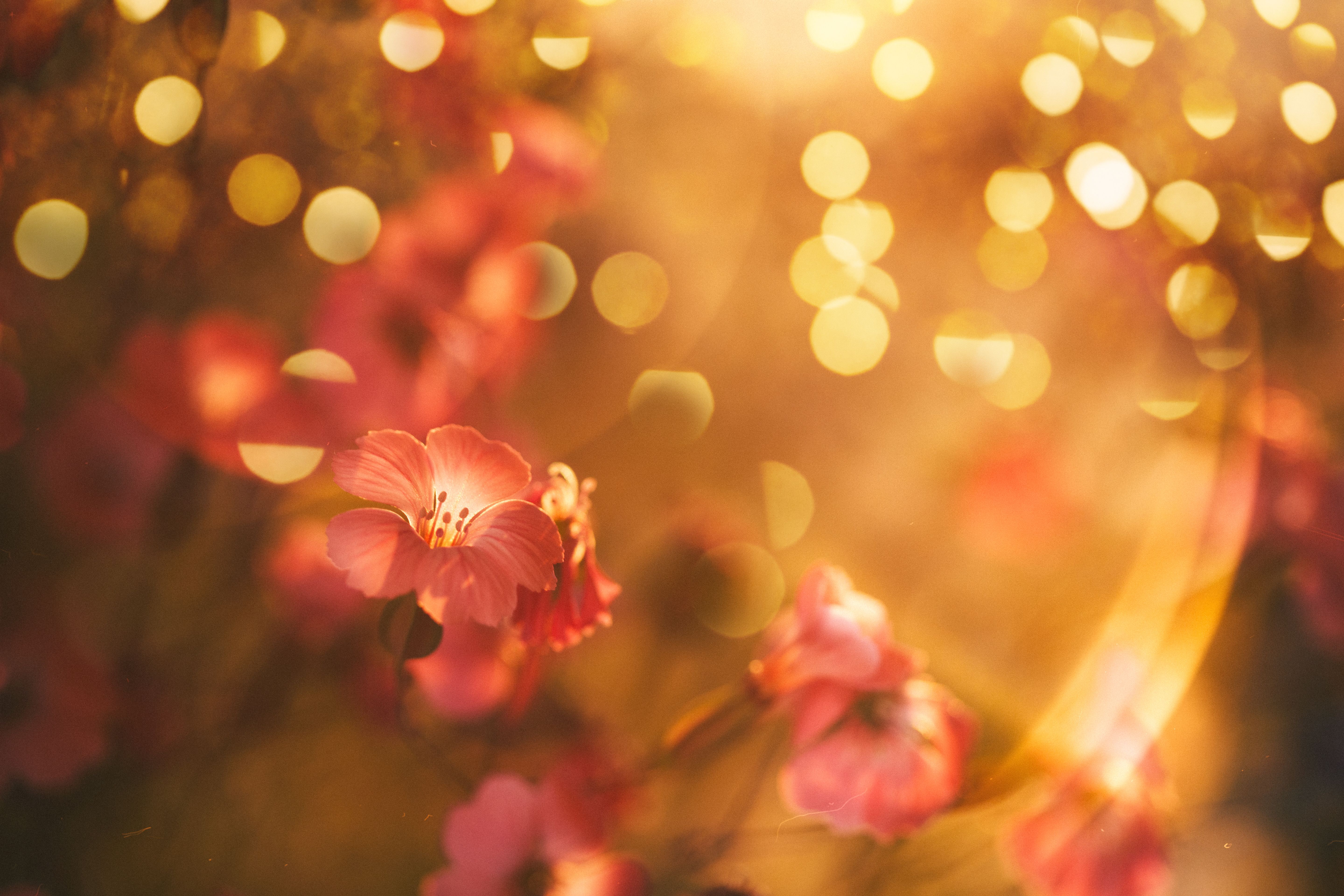 Flower blossom with defocused lights