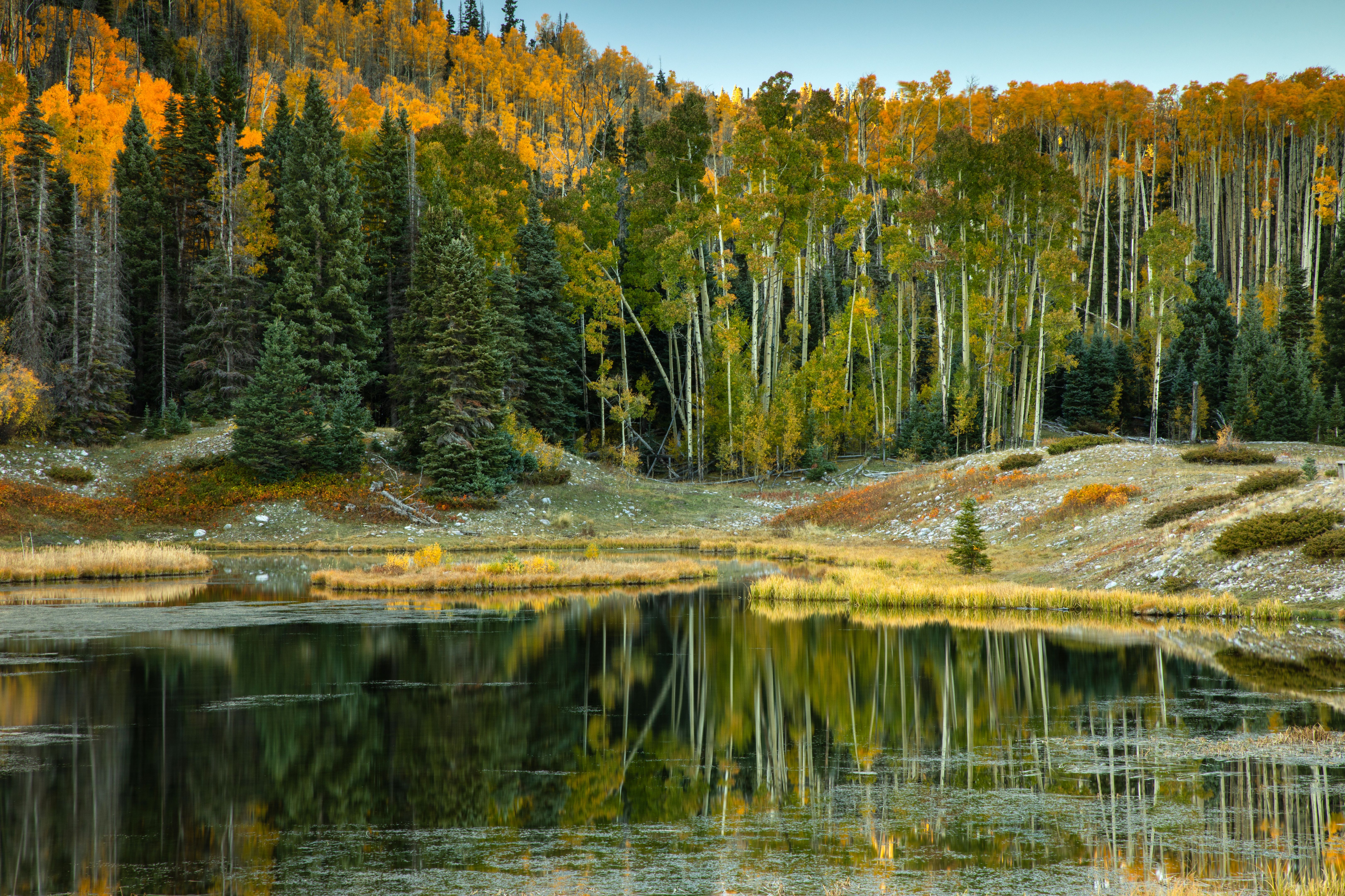 carson national forest