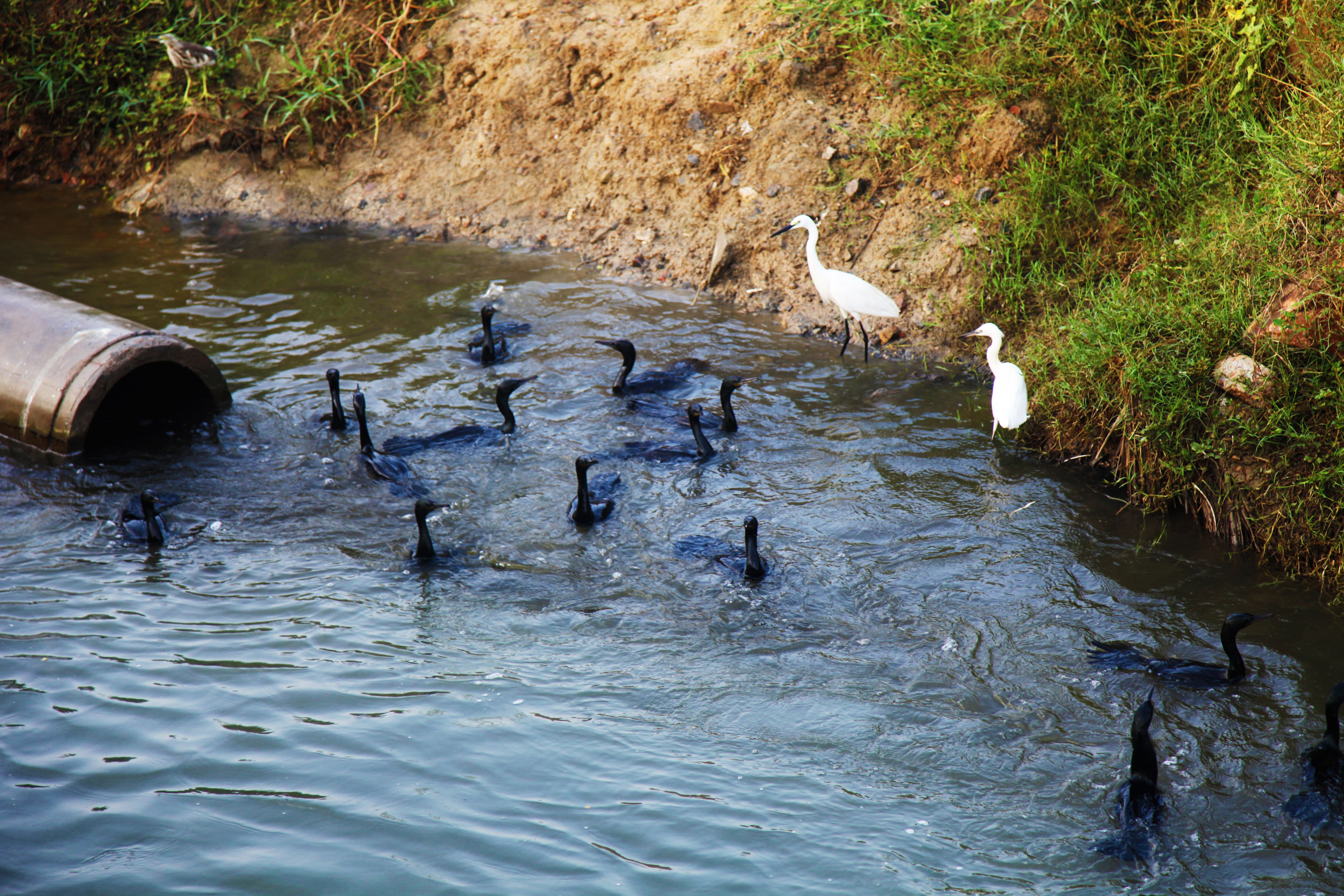 birds deterrent system
