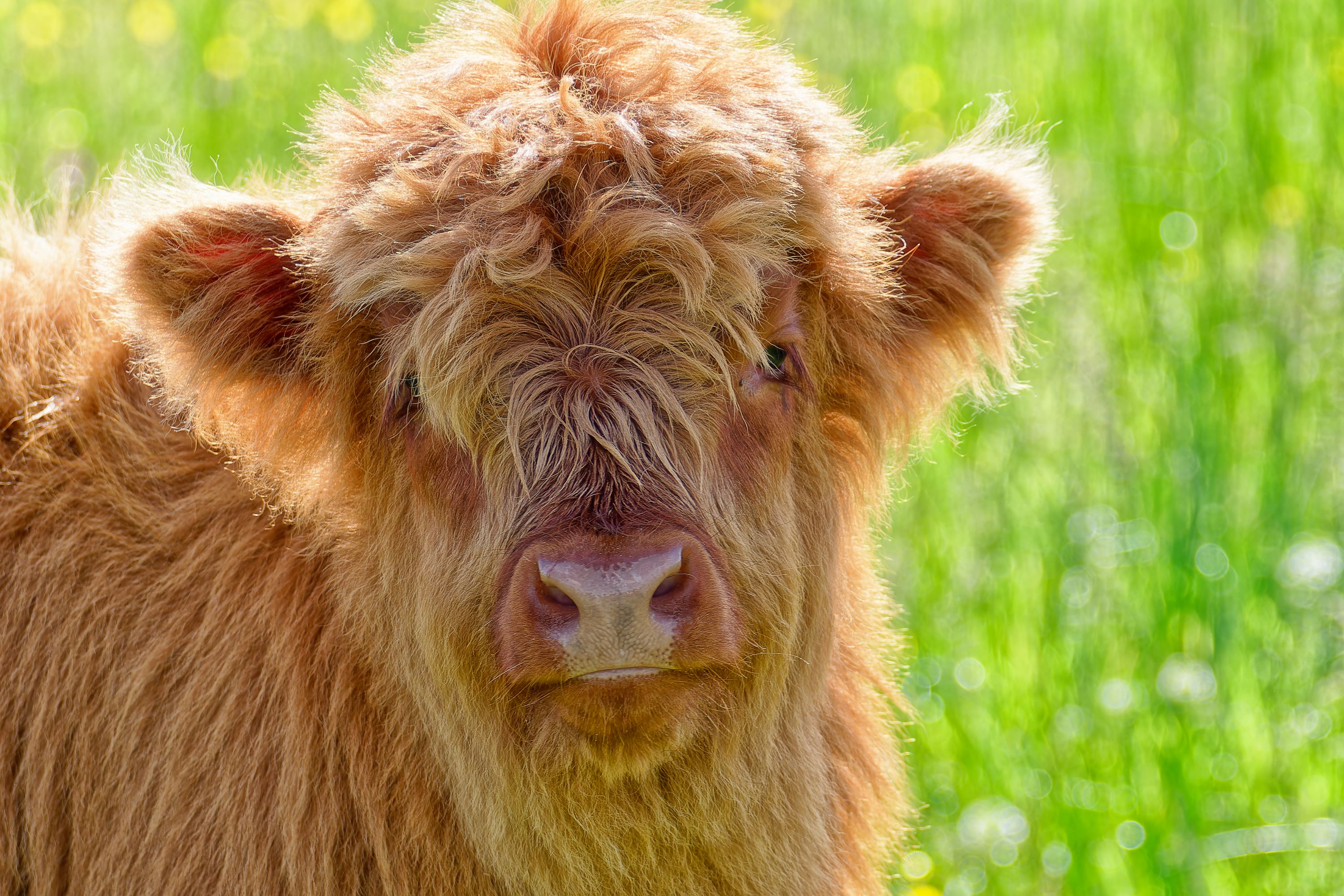 mini highland cattle