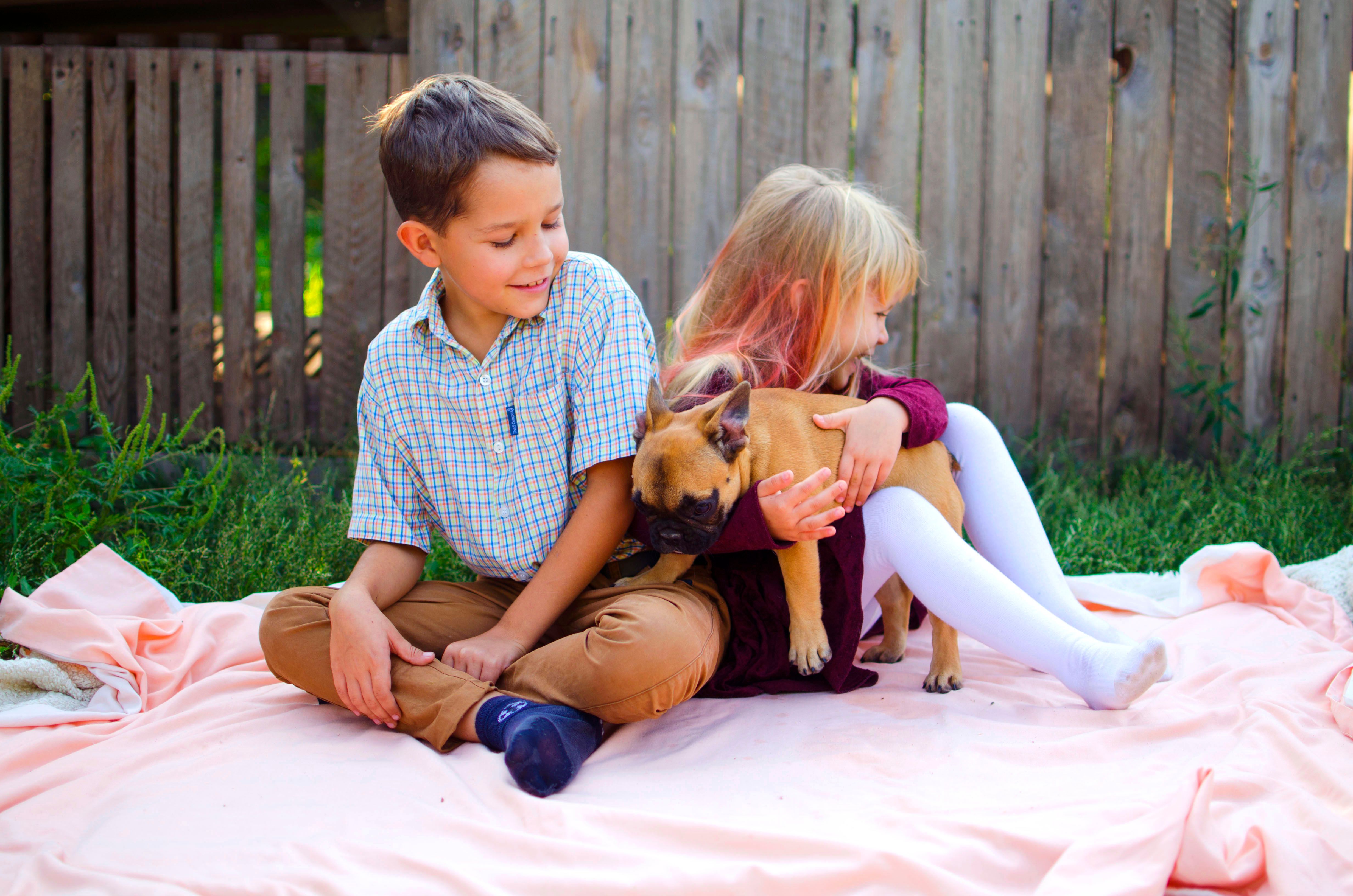 Boy and girl playing with their pets - dogs French bulldog. Boy and girl playing with their pets - dogs French bulldog.