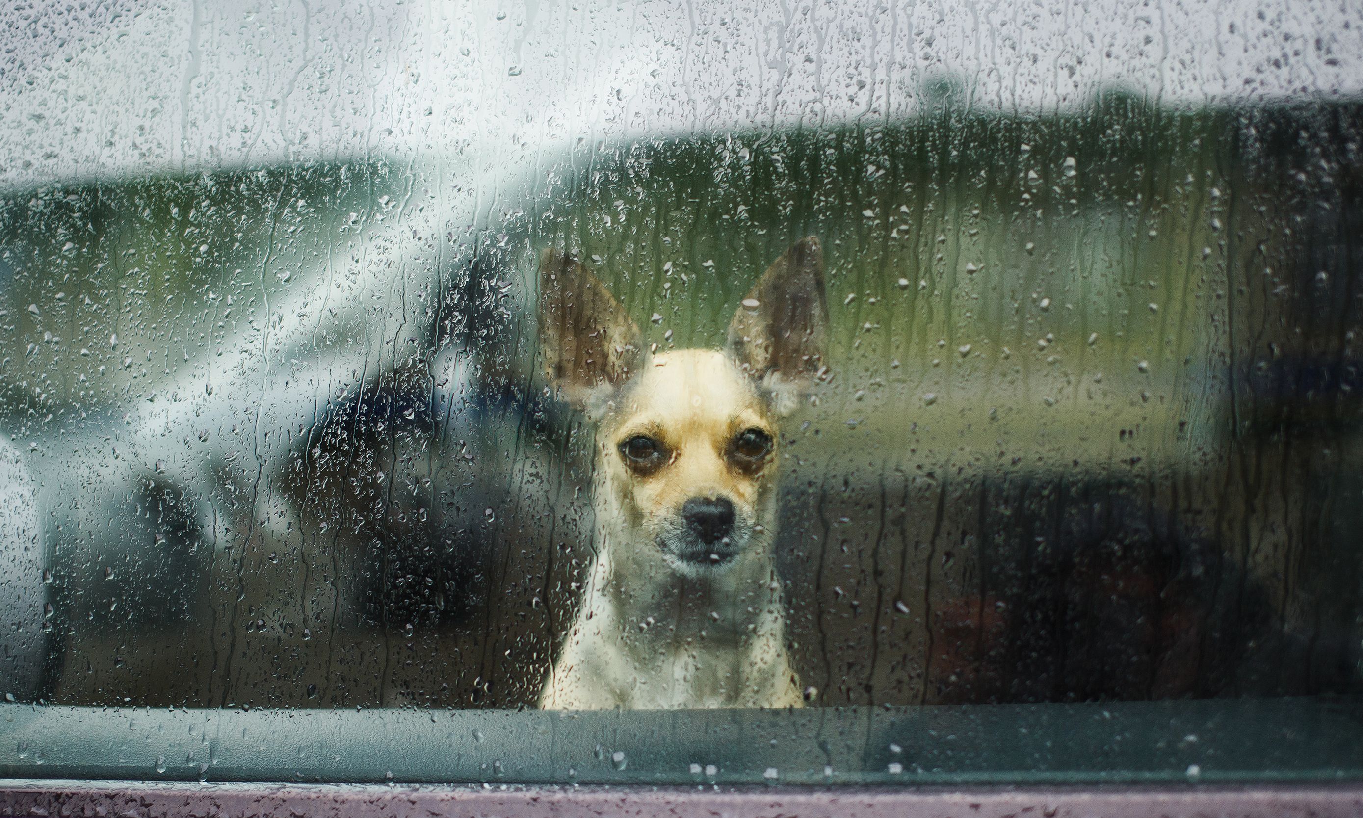dog rain