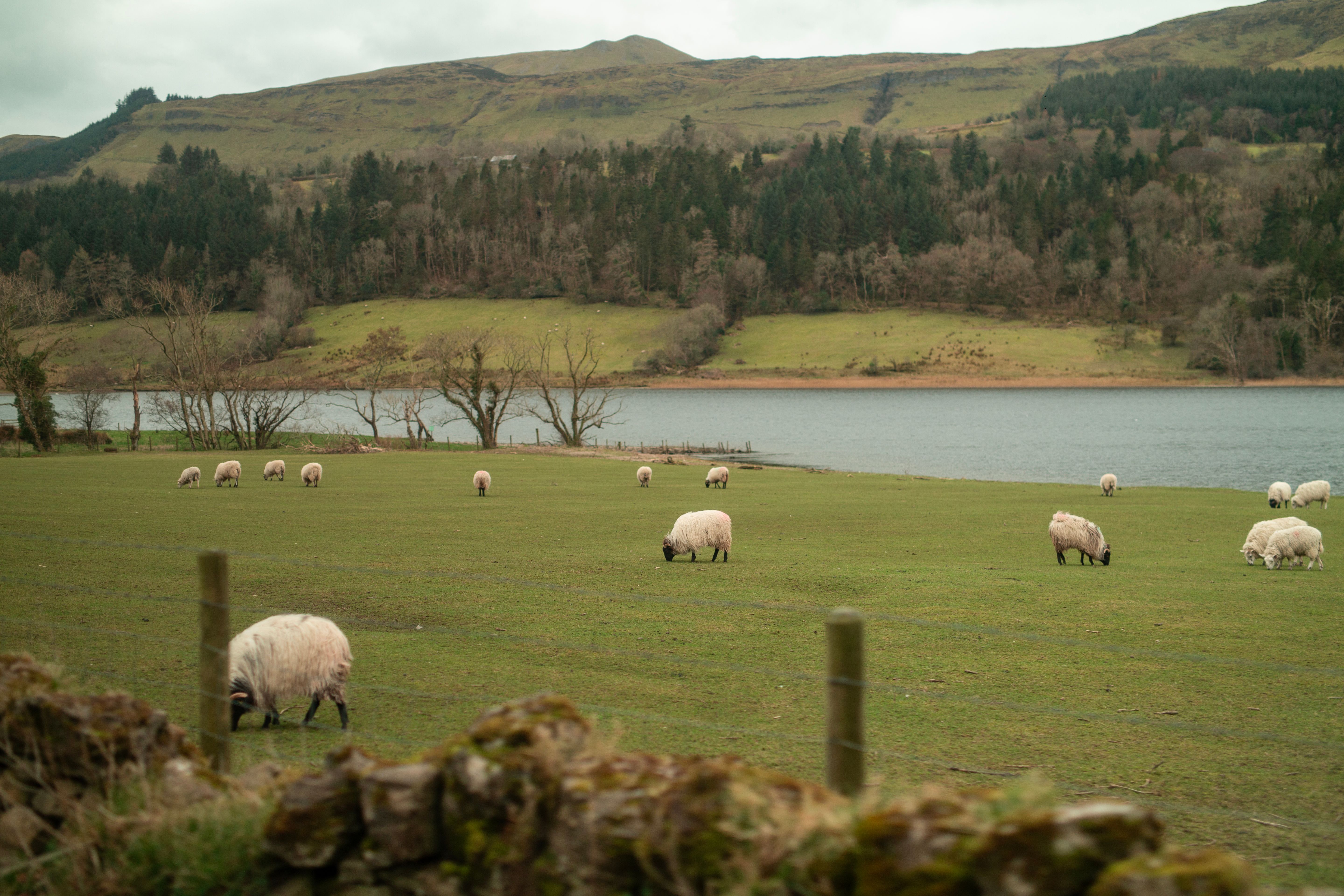 A Serene and Picturesque Pastoral Landscape Featuring Sheep Grazing Peacefully by a Lakeside A Serene and Picturesque Pastoral Landscape Featuring Sheep Grazing Peacefully by a Lakeside
