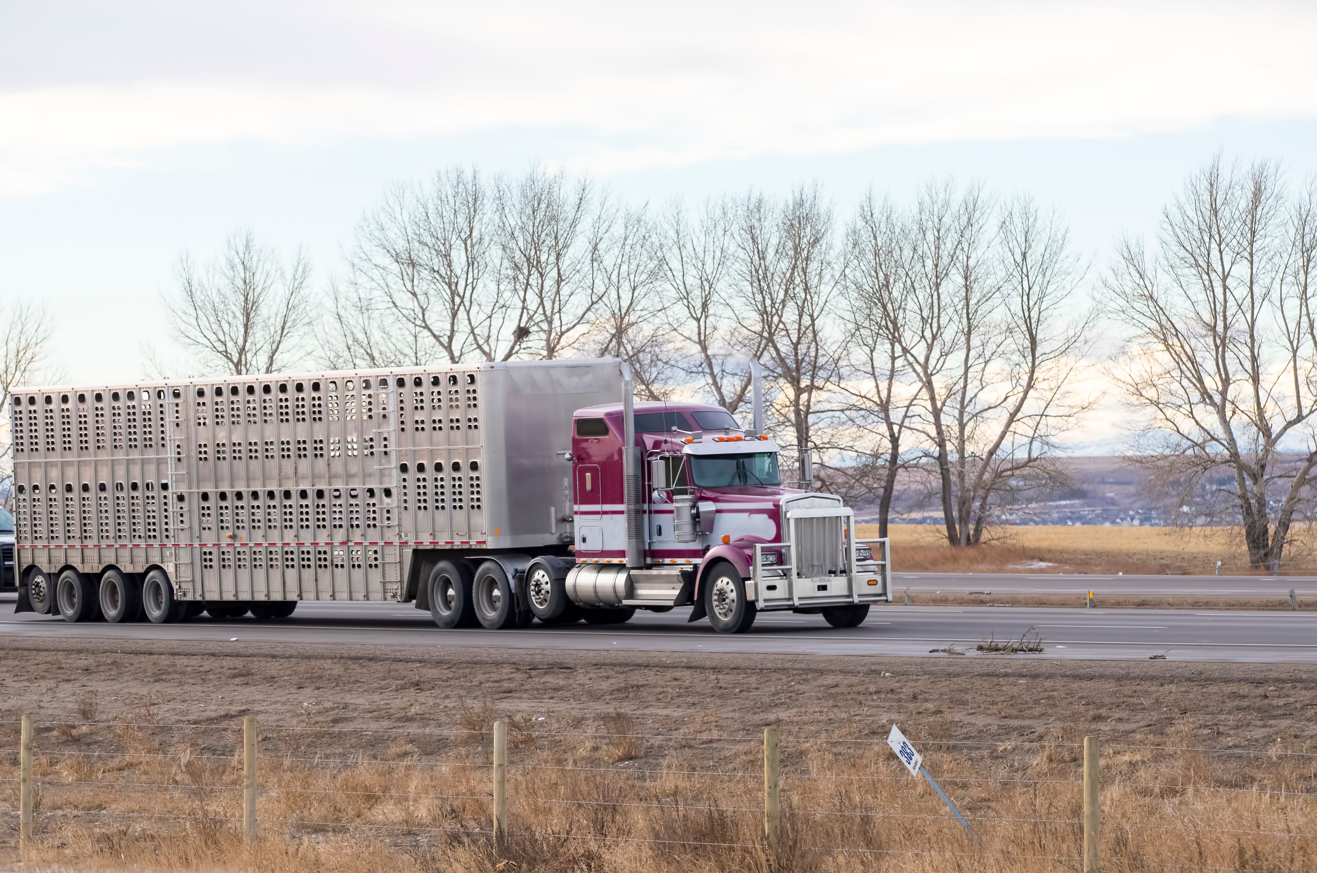 livestock transport