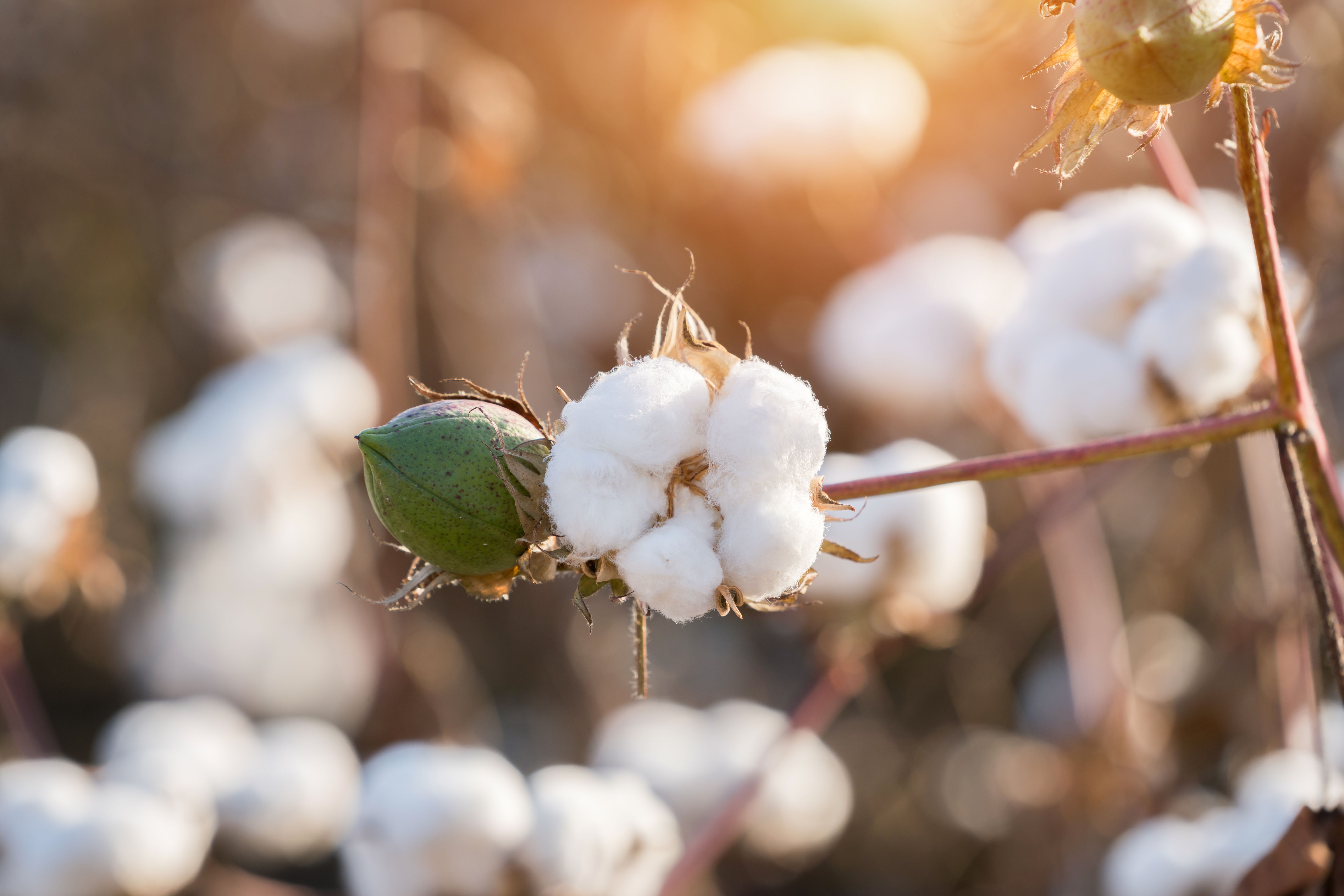 Cotton plant during sunset Cotton plant during sunset