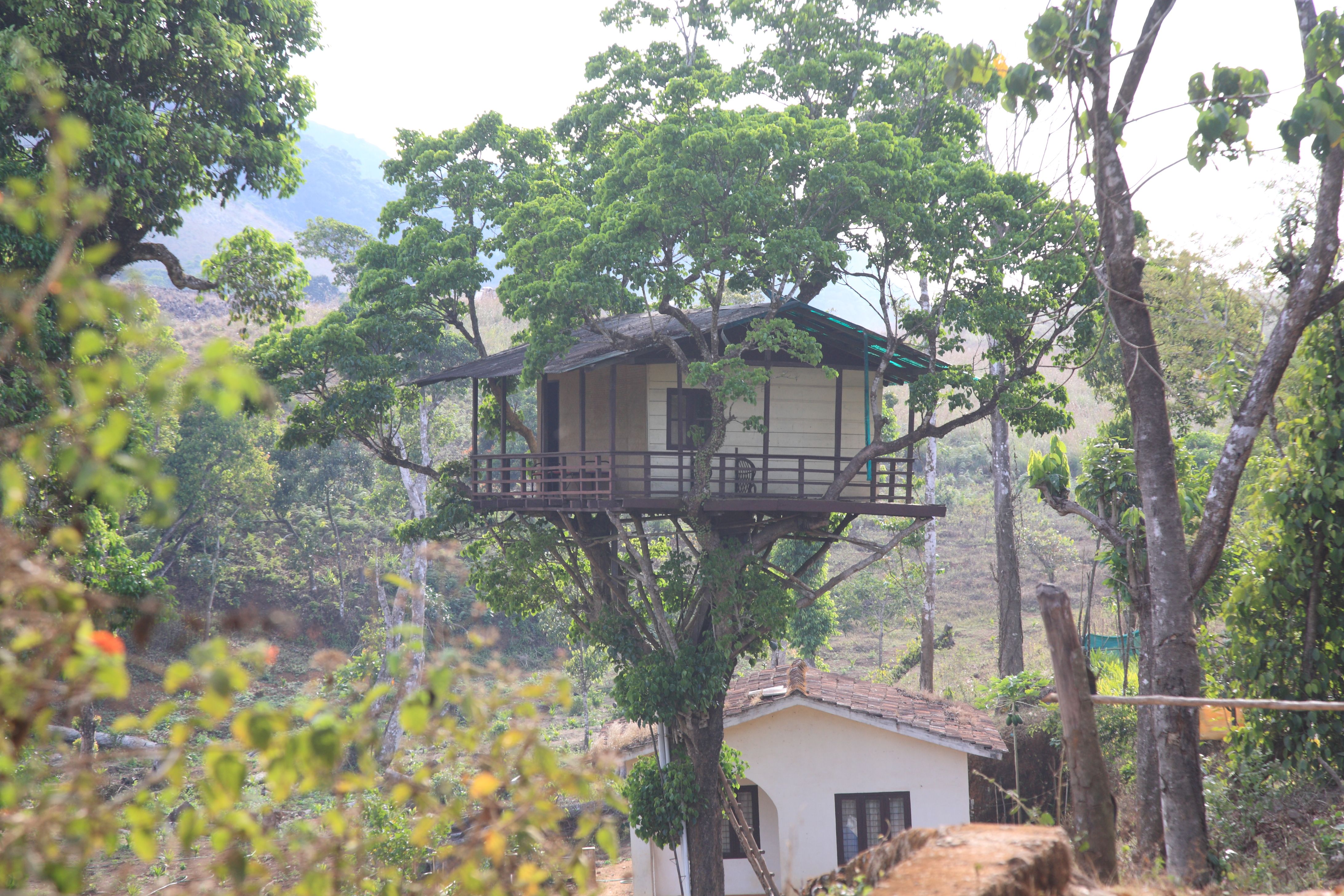 treehouse sanctuary