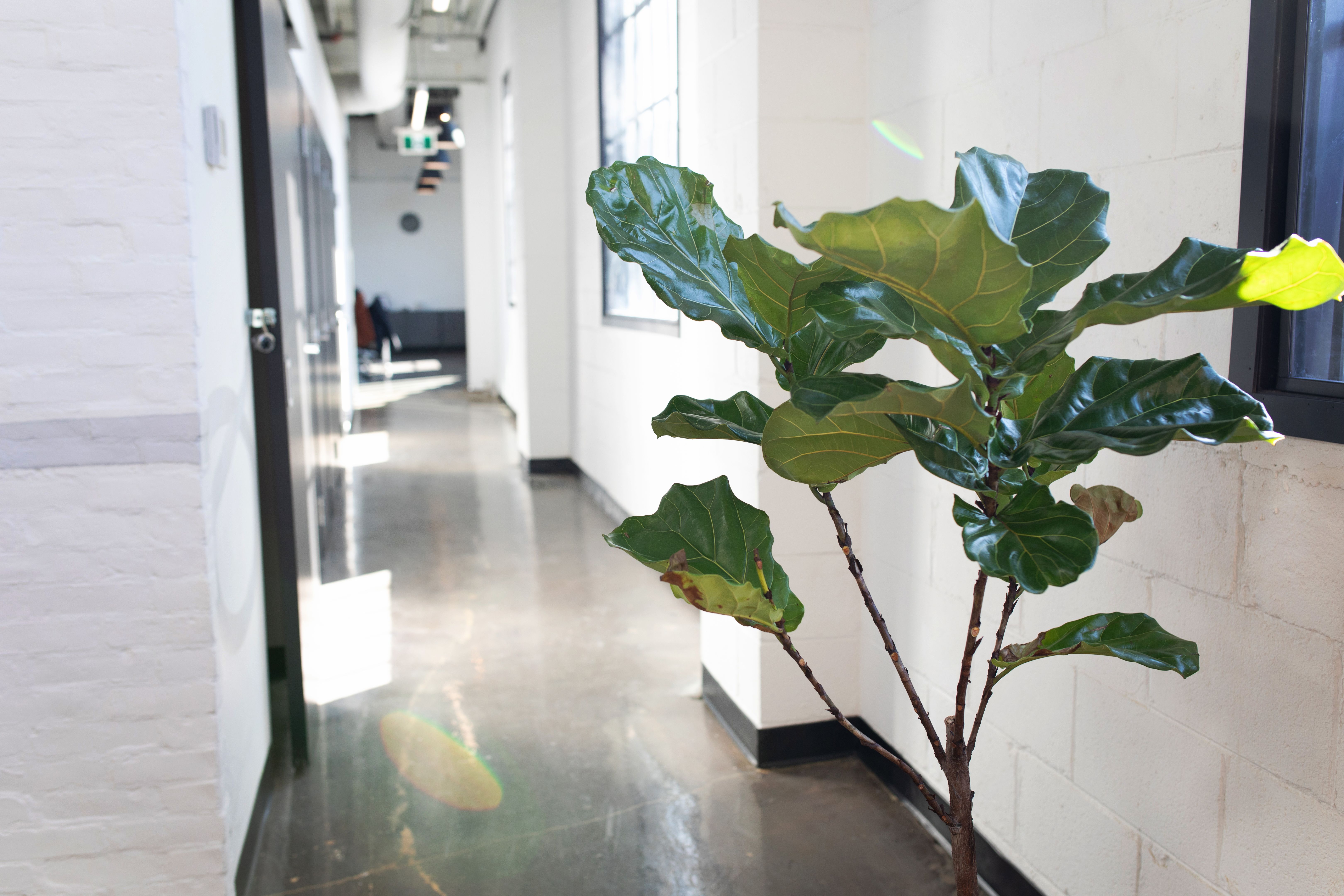 toronto office plants