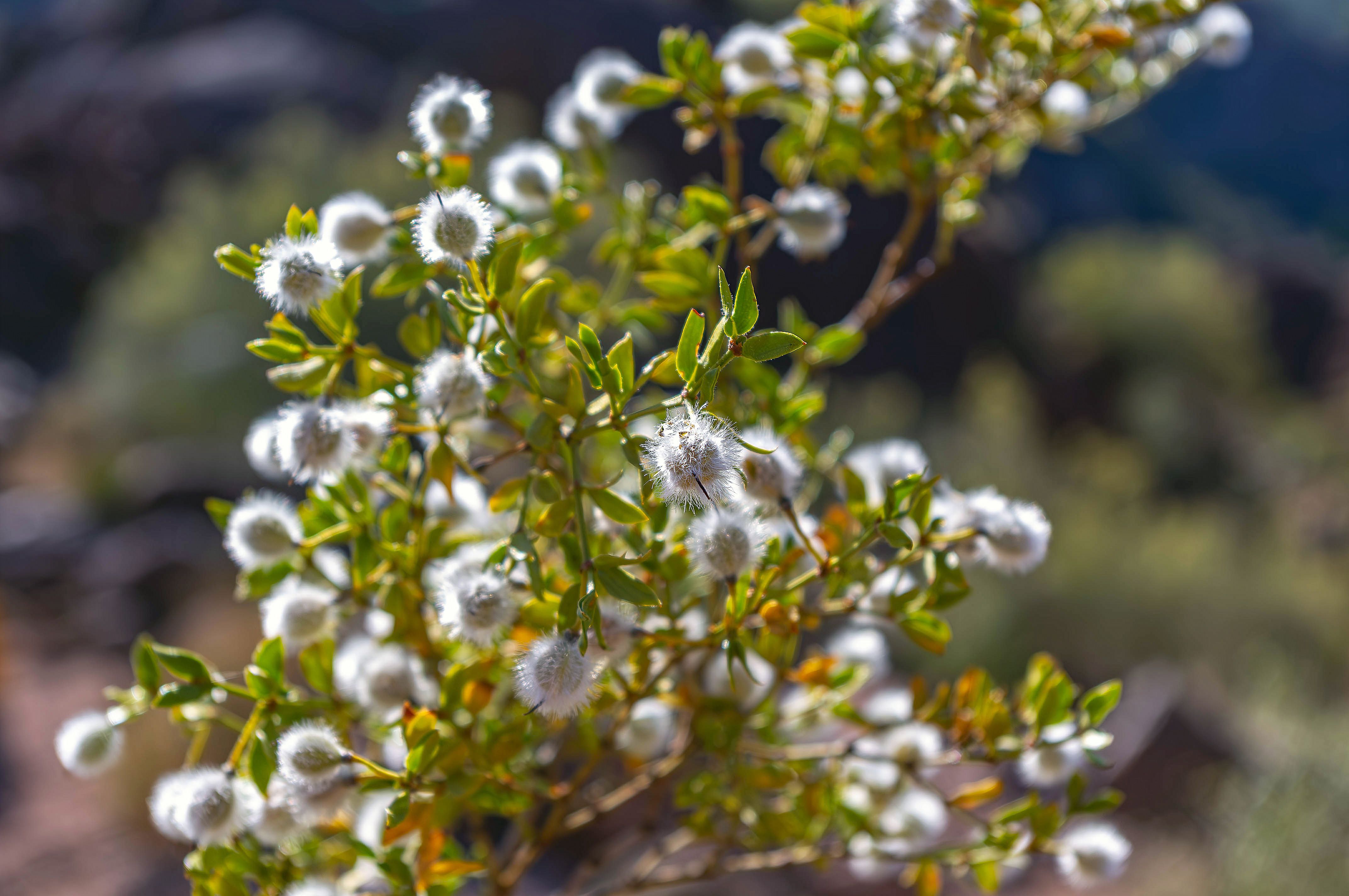 Close-Up of Creosote Bush with White Fluffy Flowers