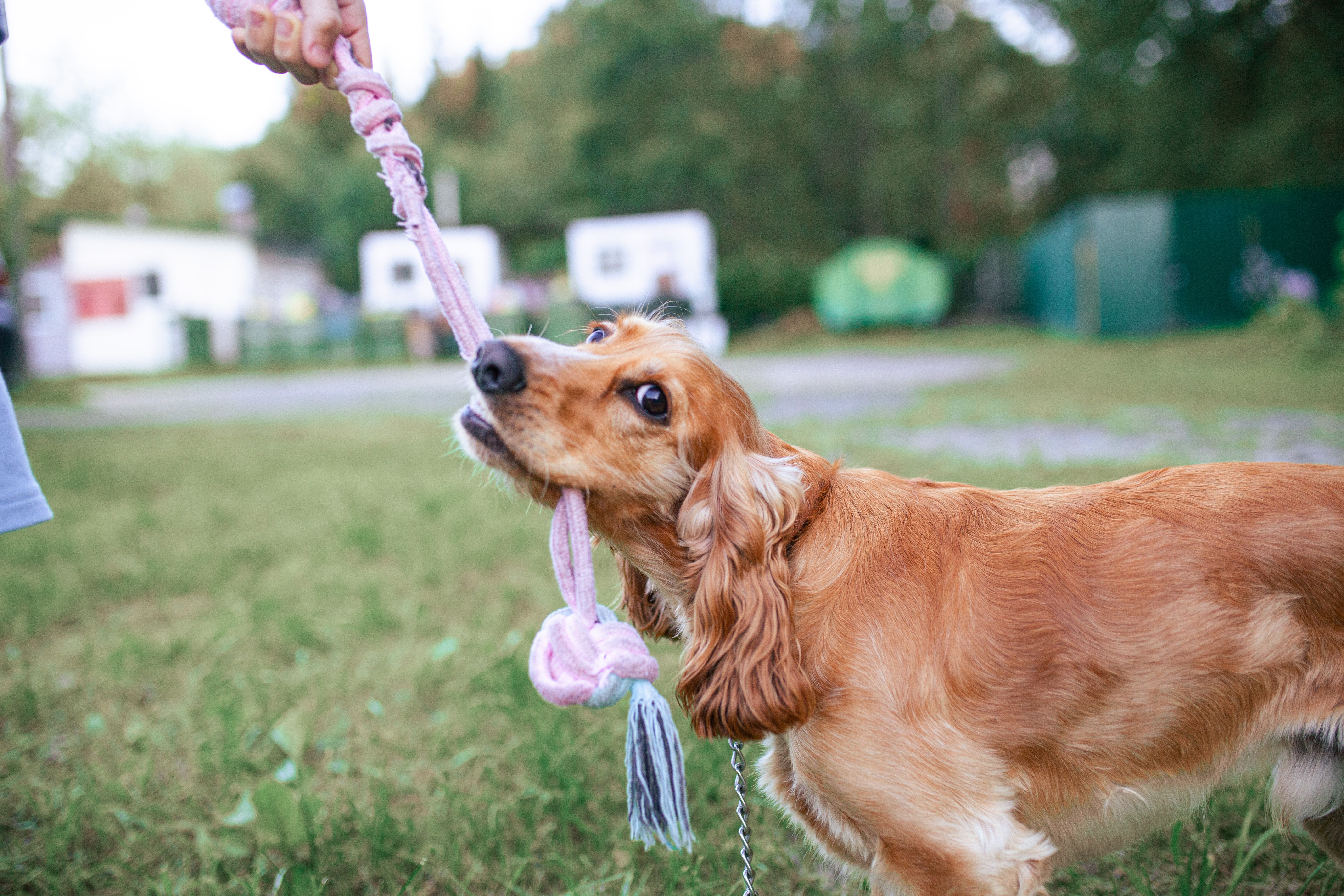 Playful golden English cocker spaniel dog tugging on pink rope toy held by person.