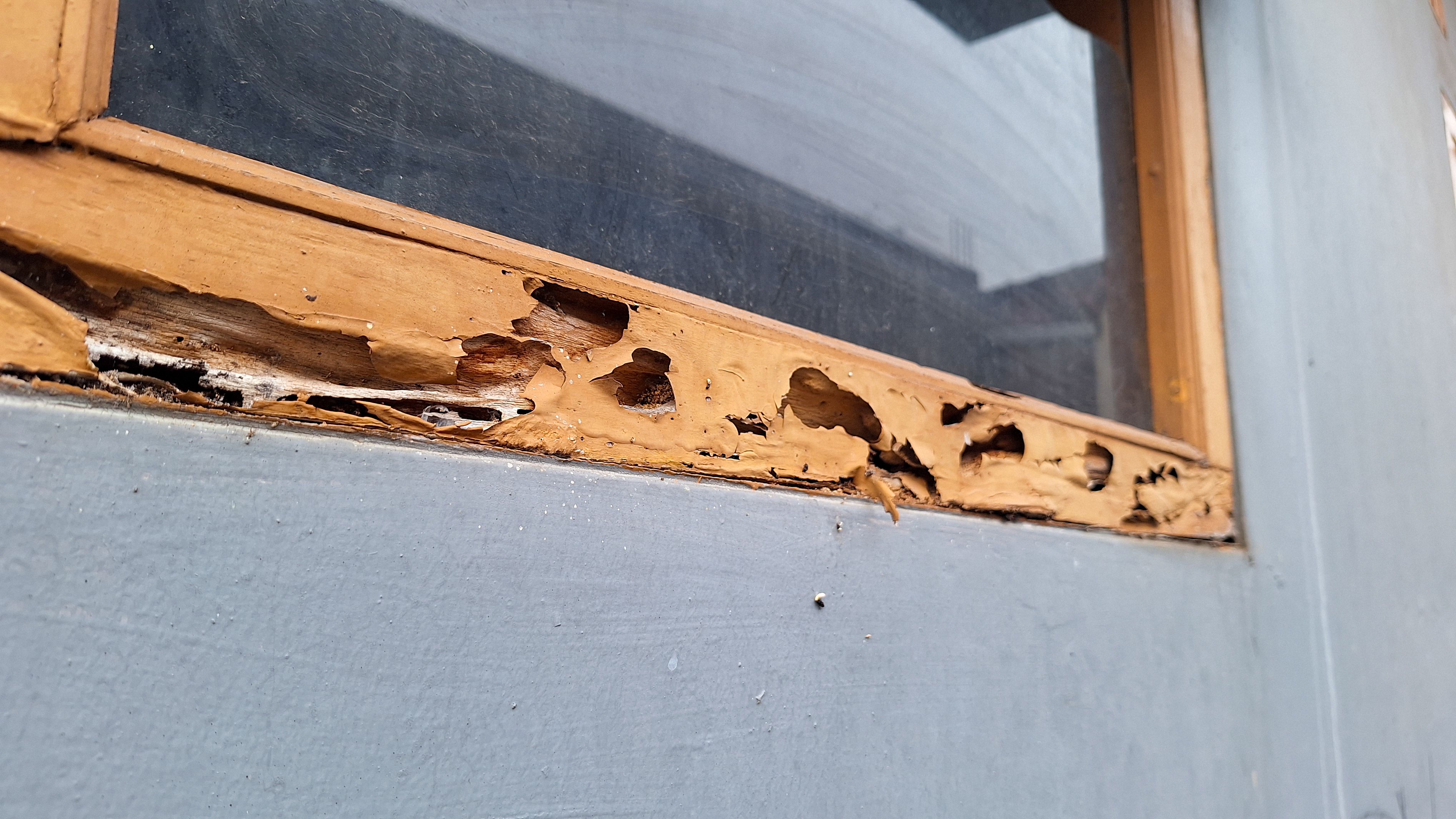 termites damage