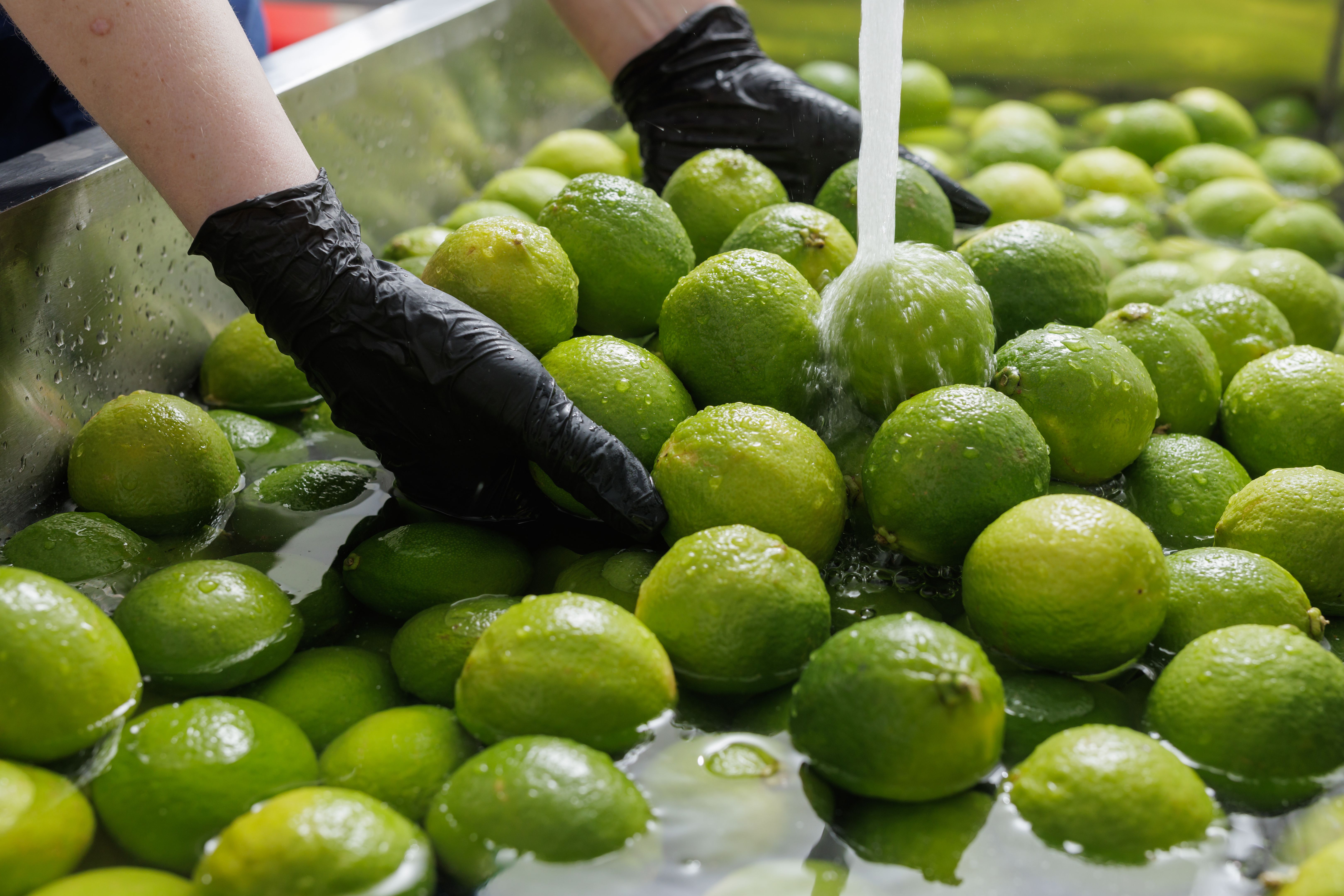 Industrial washing of fresh limes with water, hands in black gloves handling citrus fruits in a stainless steel basin for food processing.