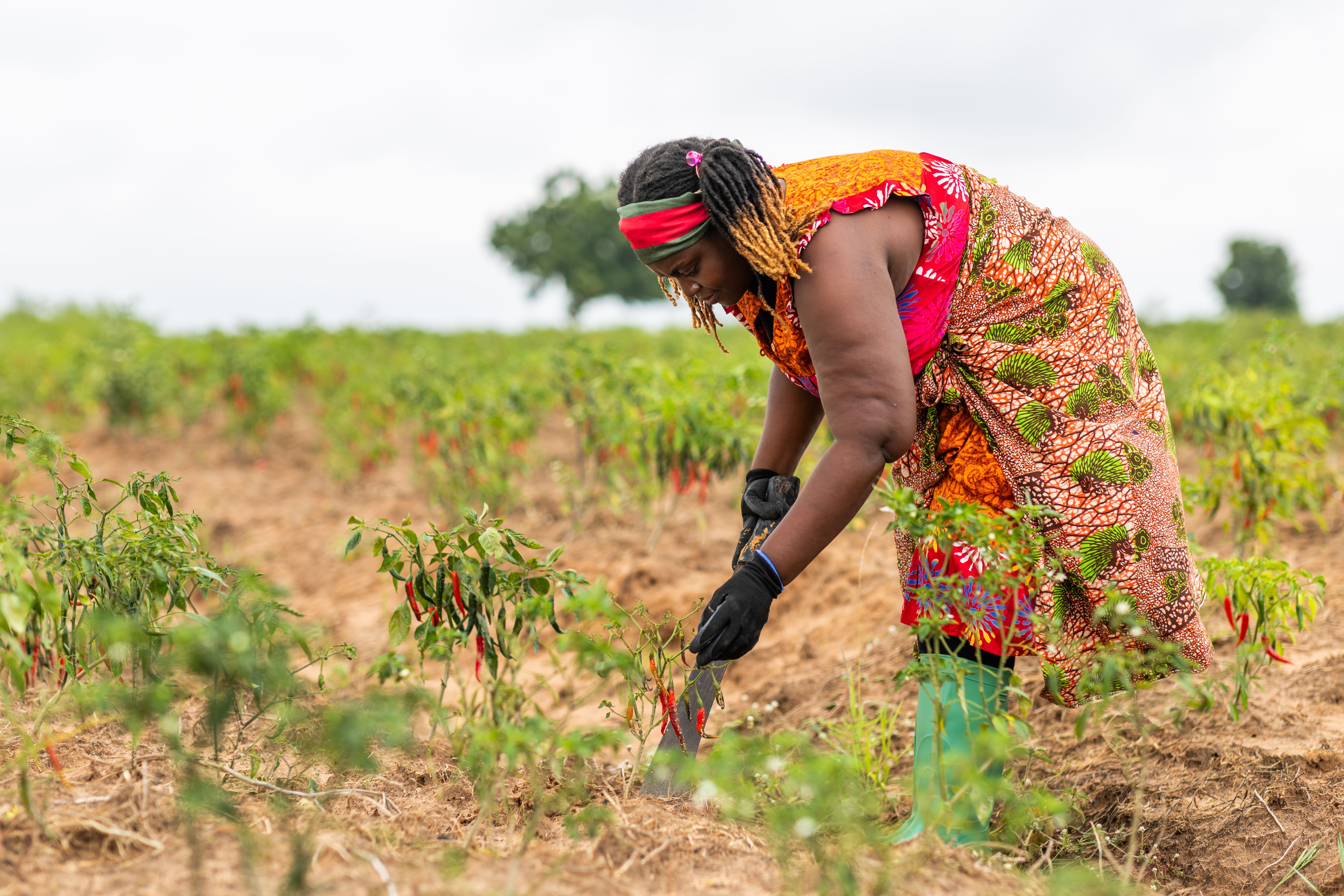 future farming ghana