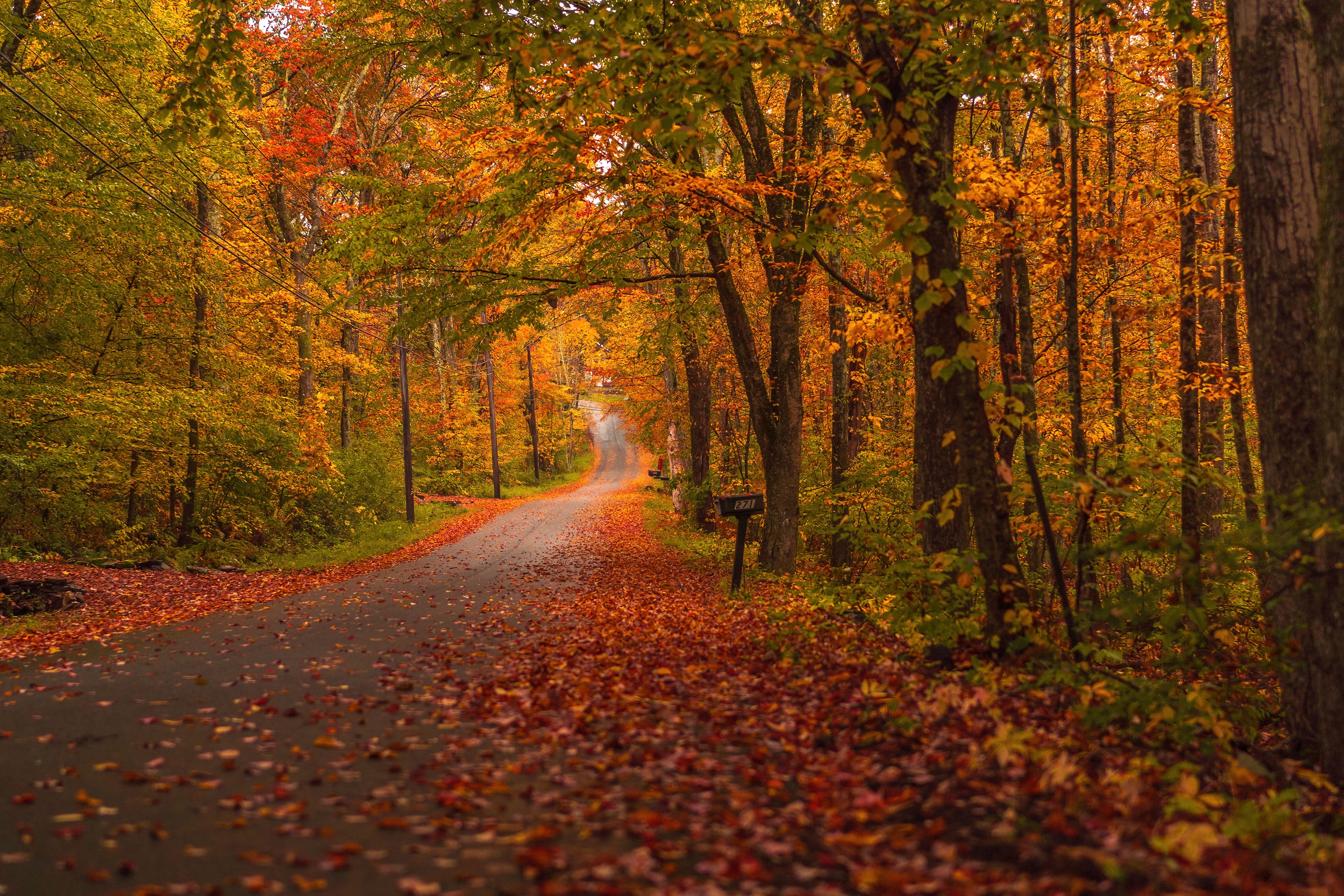 autumn foliage