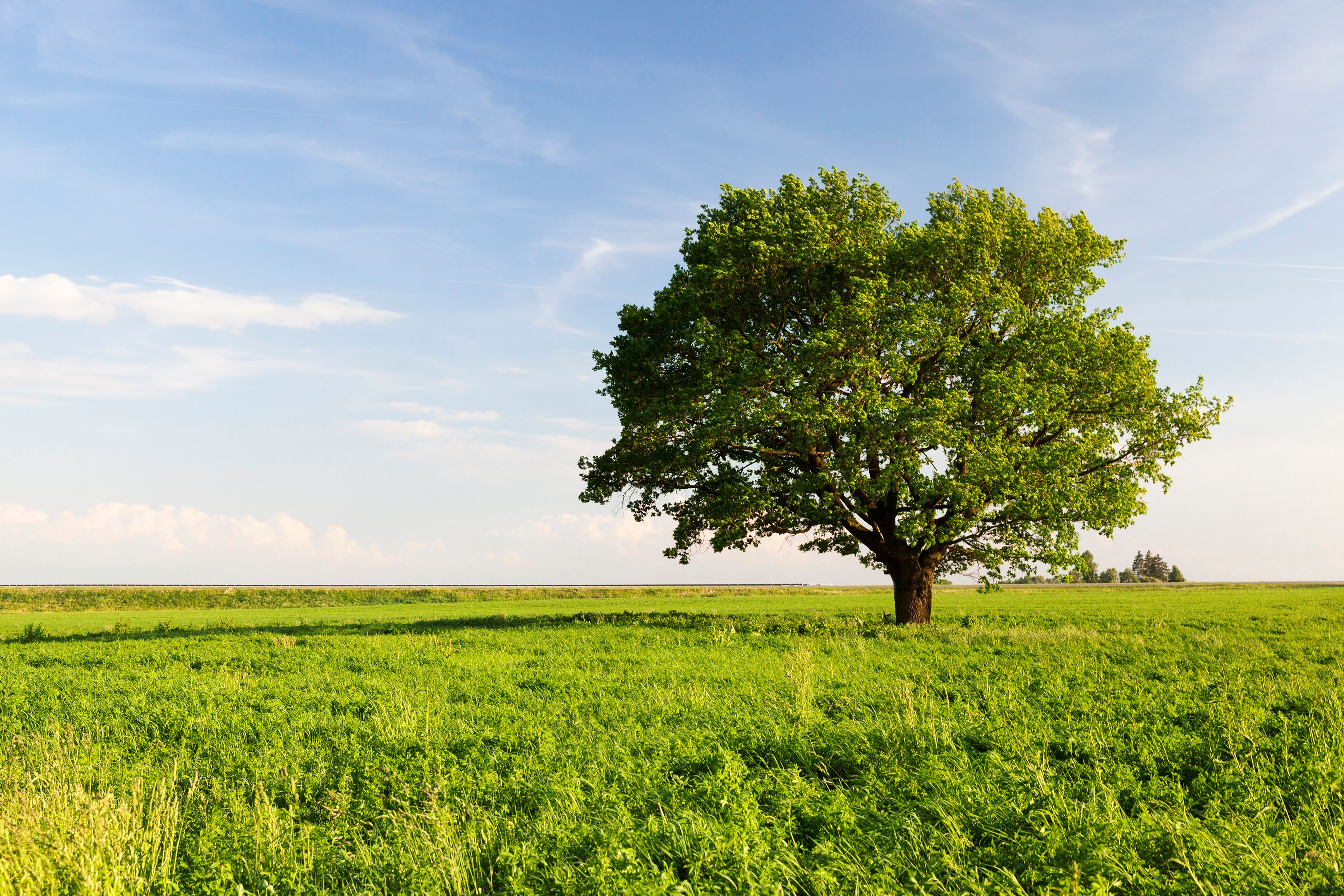woody plants field