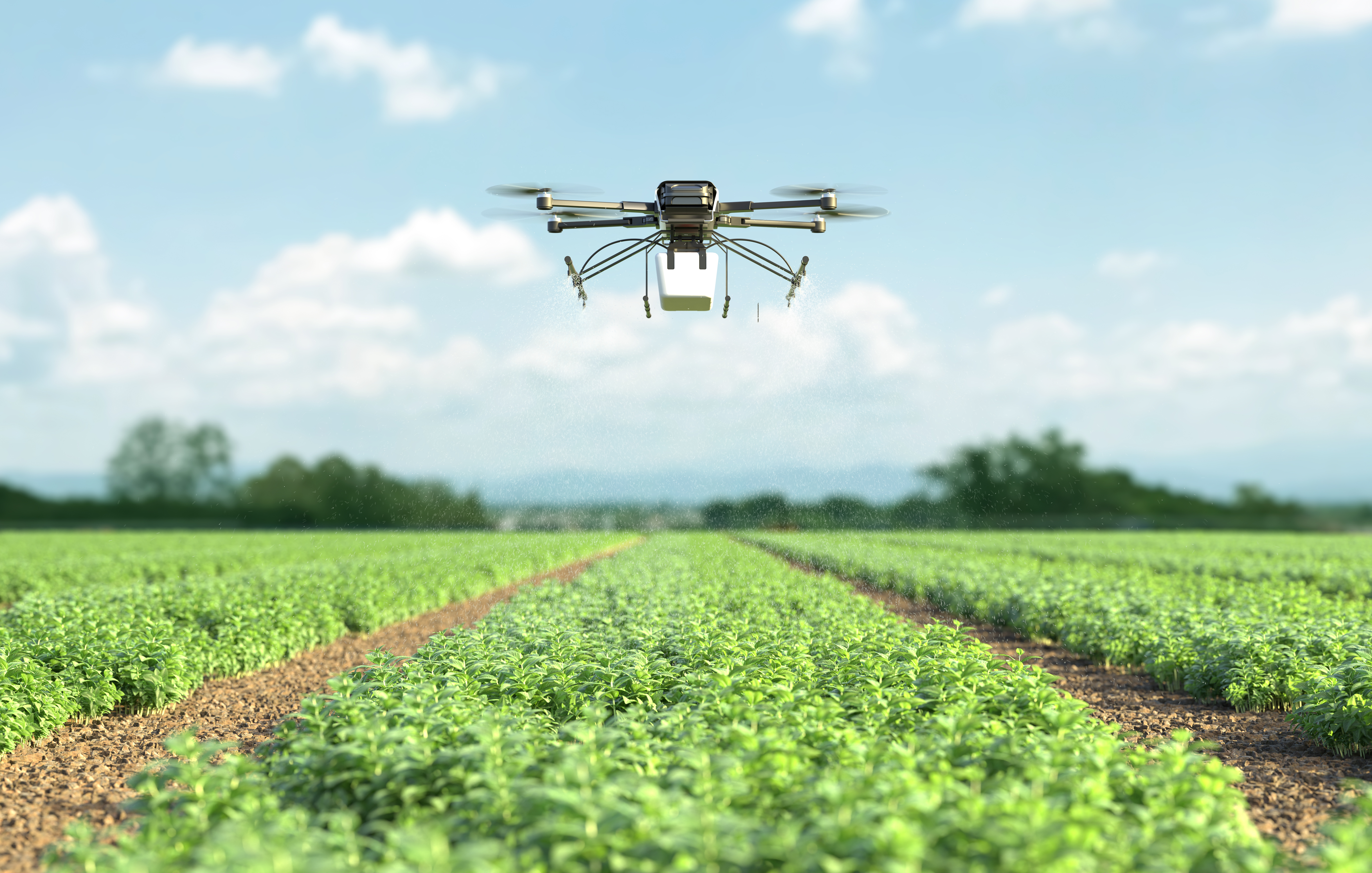Drone spraying fertilizer on vegetable green plants, Agriculture technology, Farm automation.