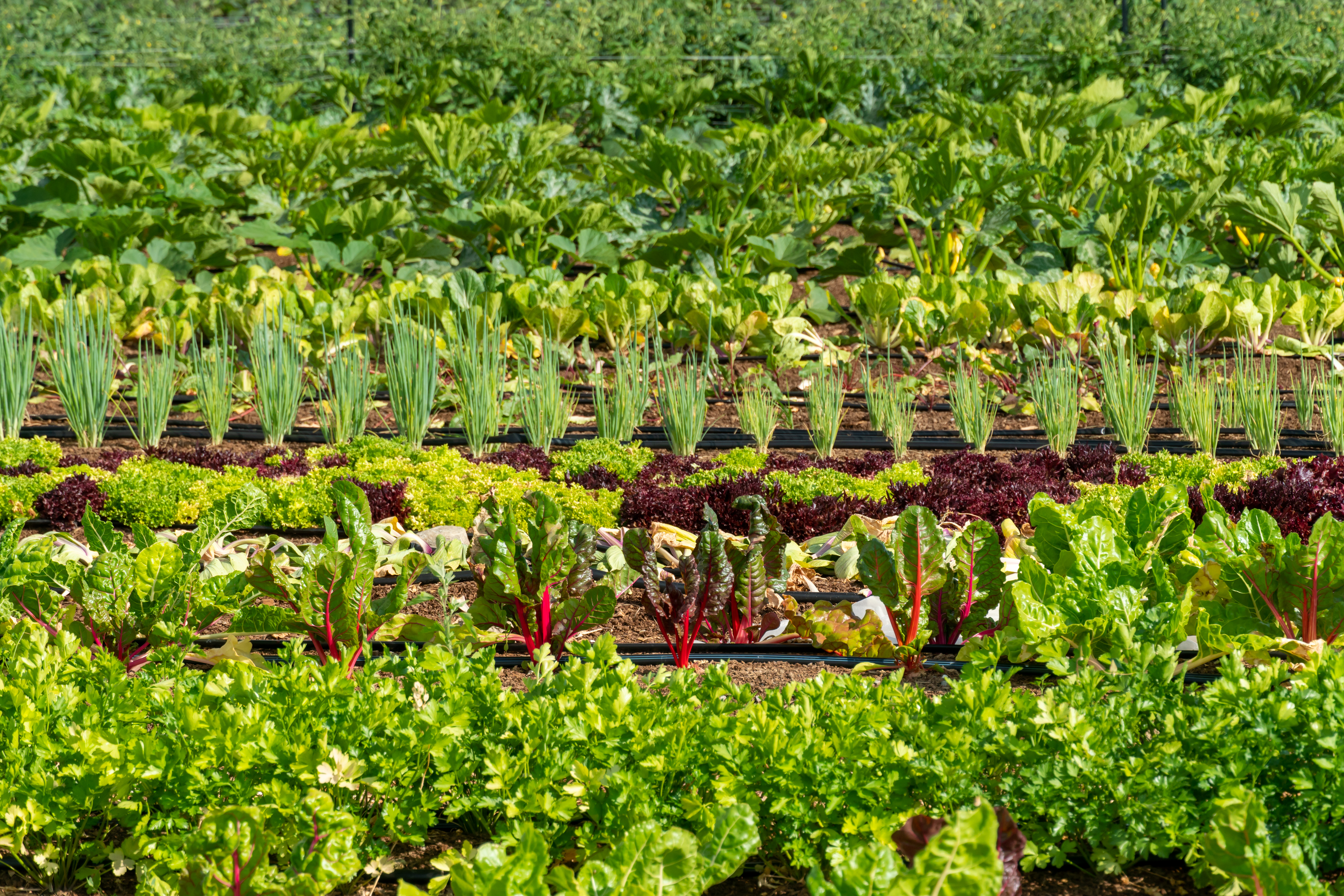Raised garden beds with spinach plants, vegetables and green onion in community garden with citizen’s houses on background. Cultivation of self sustainable small city farm with salad and herbs.