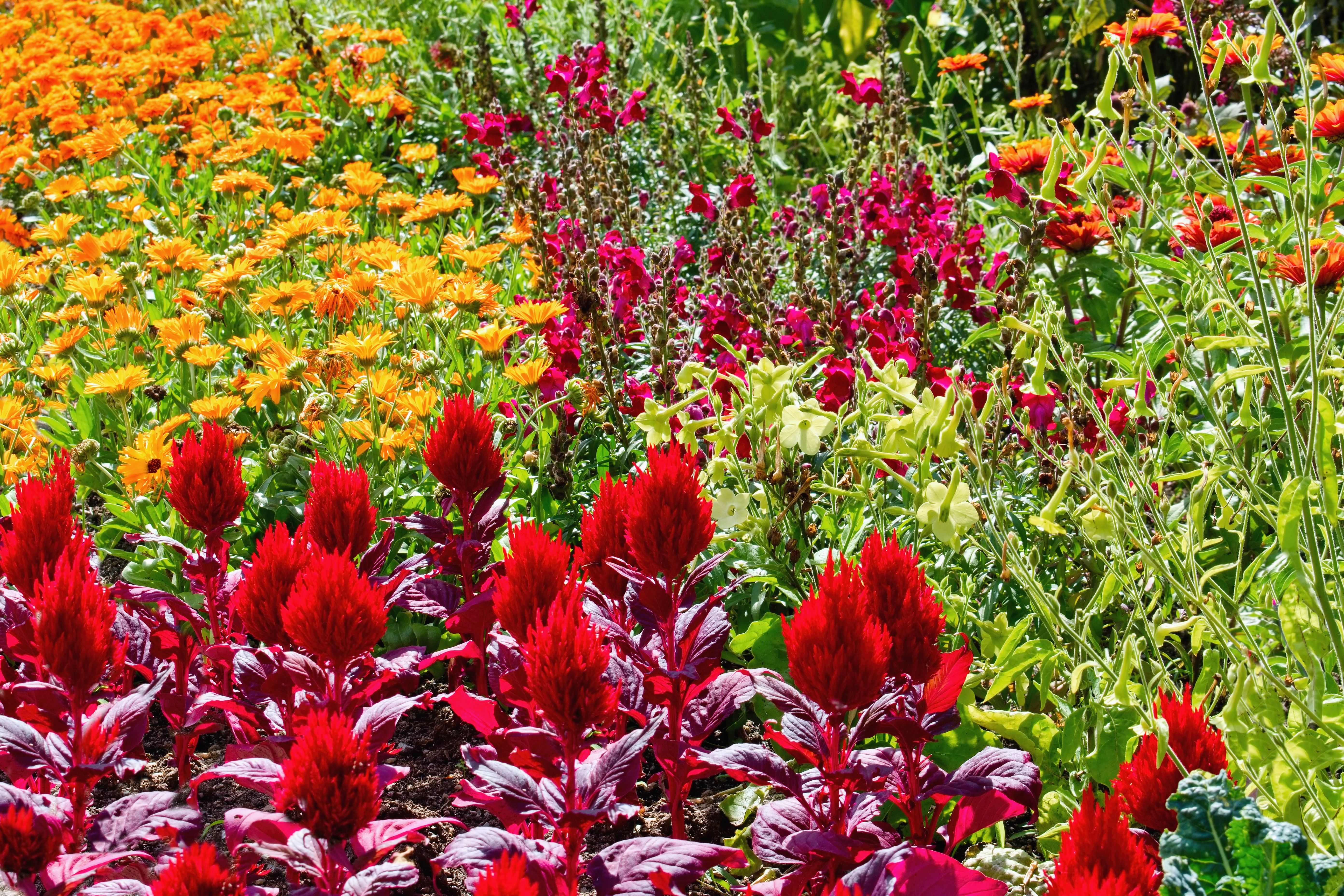 heat tolerant flowers