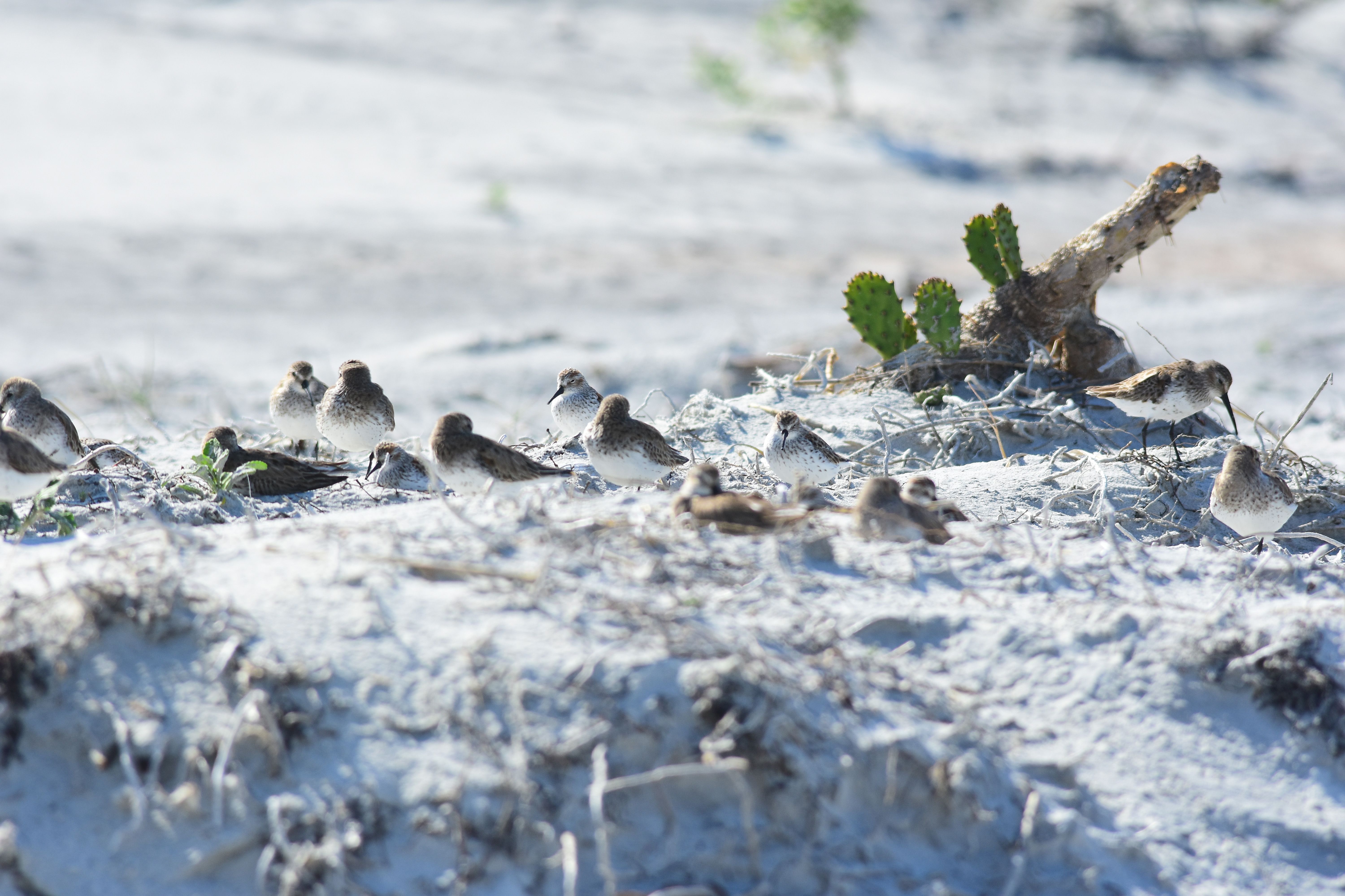 anastasia state park