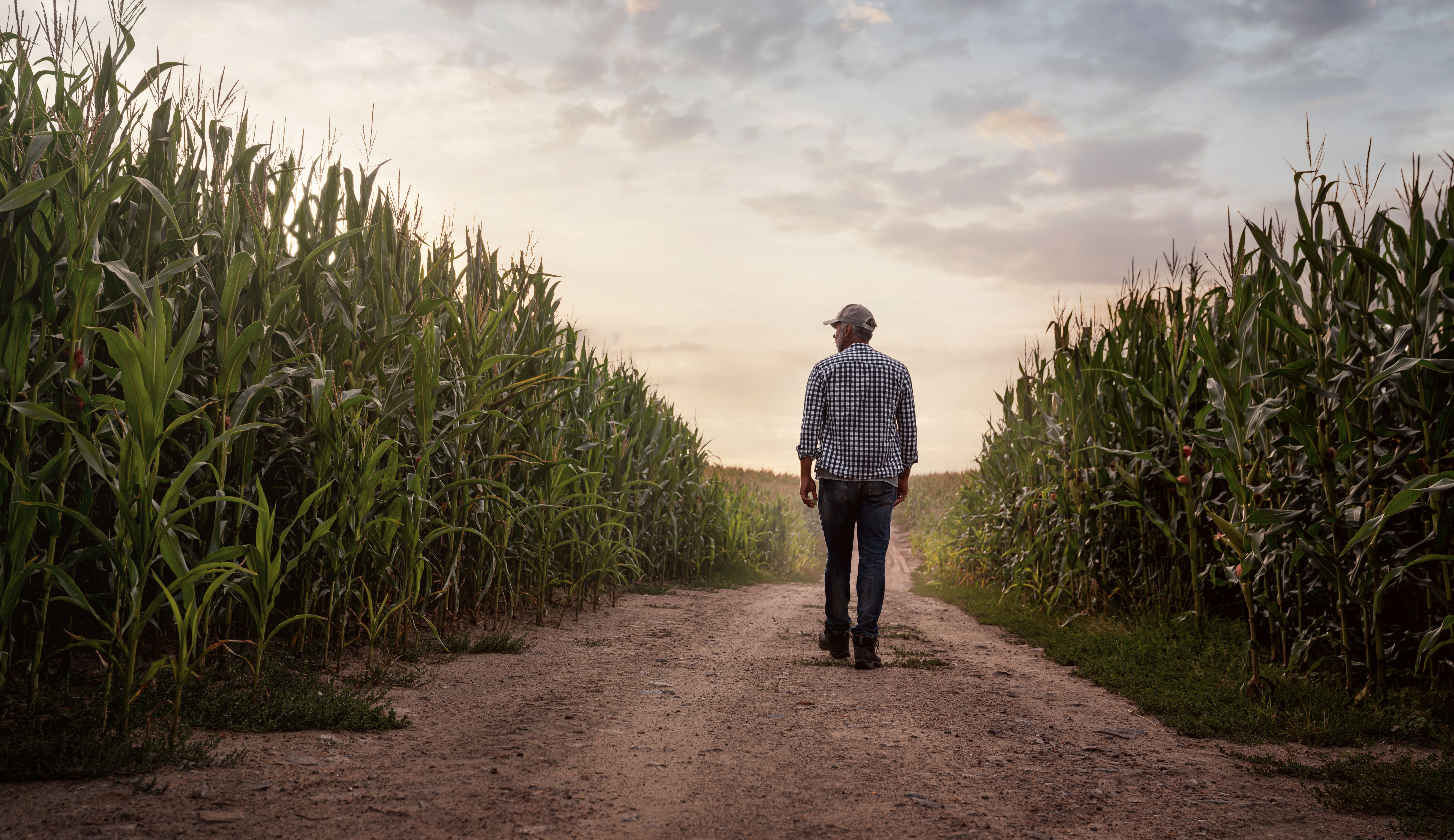 farmer inspecting field