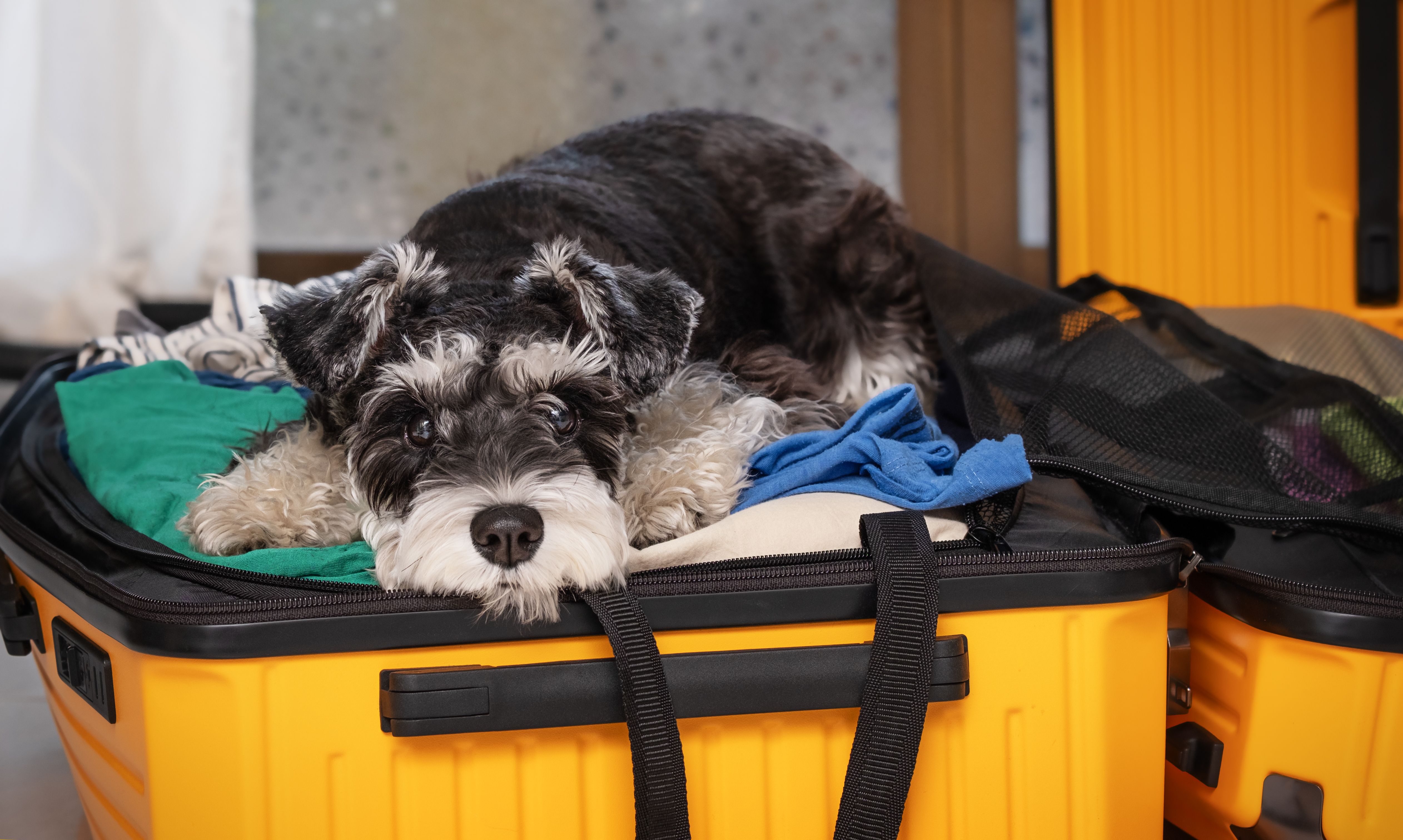 pet care travel