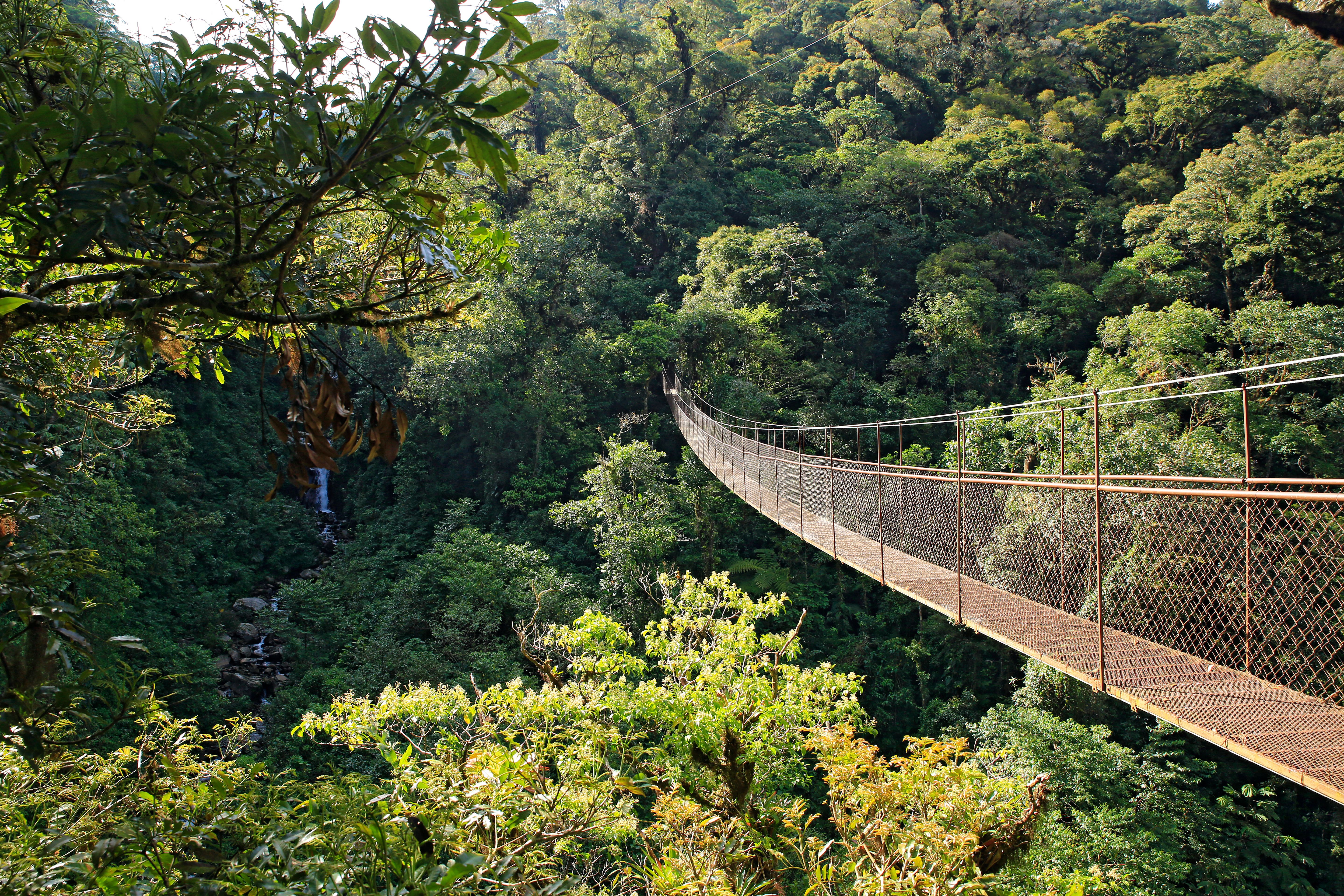 Canopy Walk in Boquete, Panama
