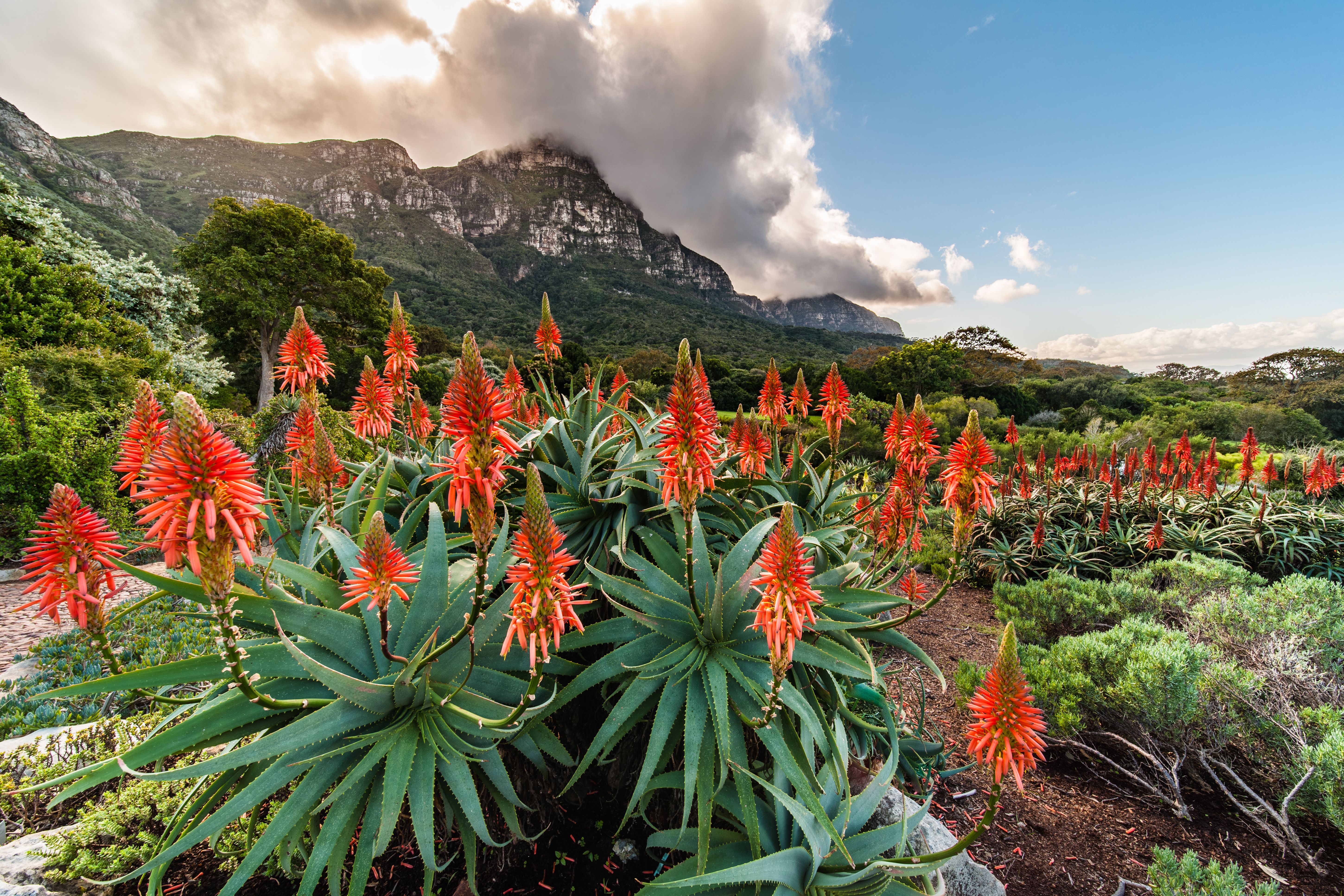 South Africa summer garden