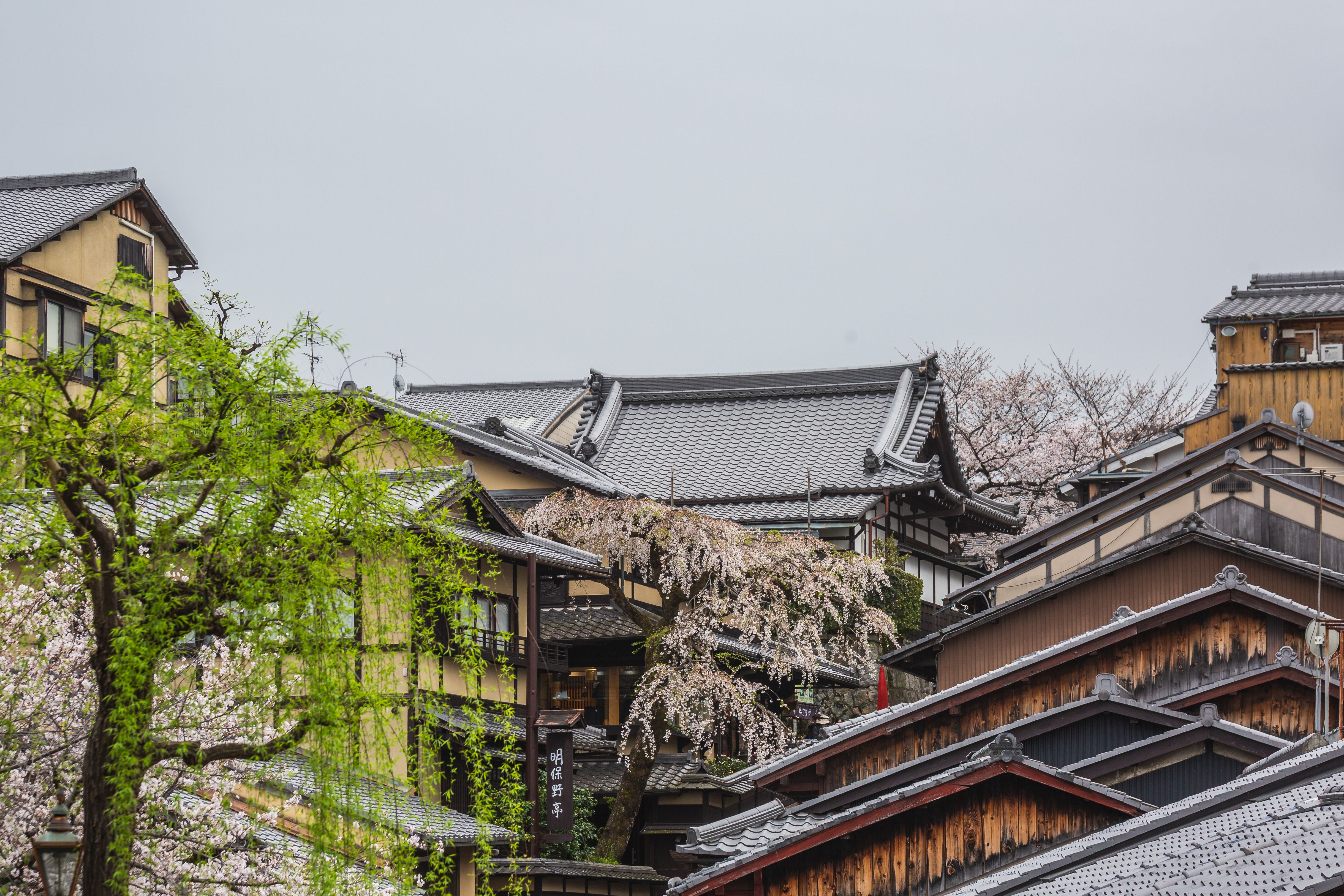 kyoto cherry blossoms