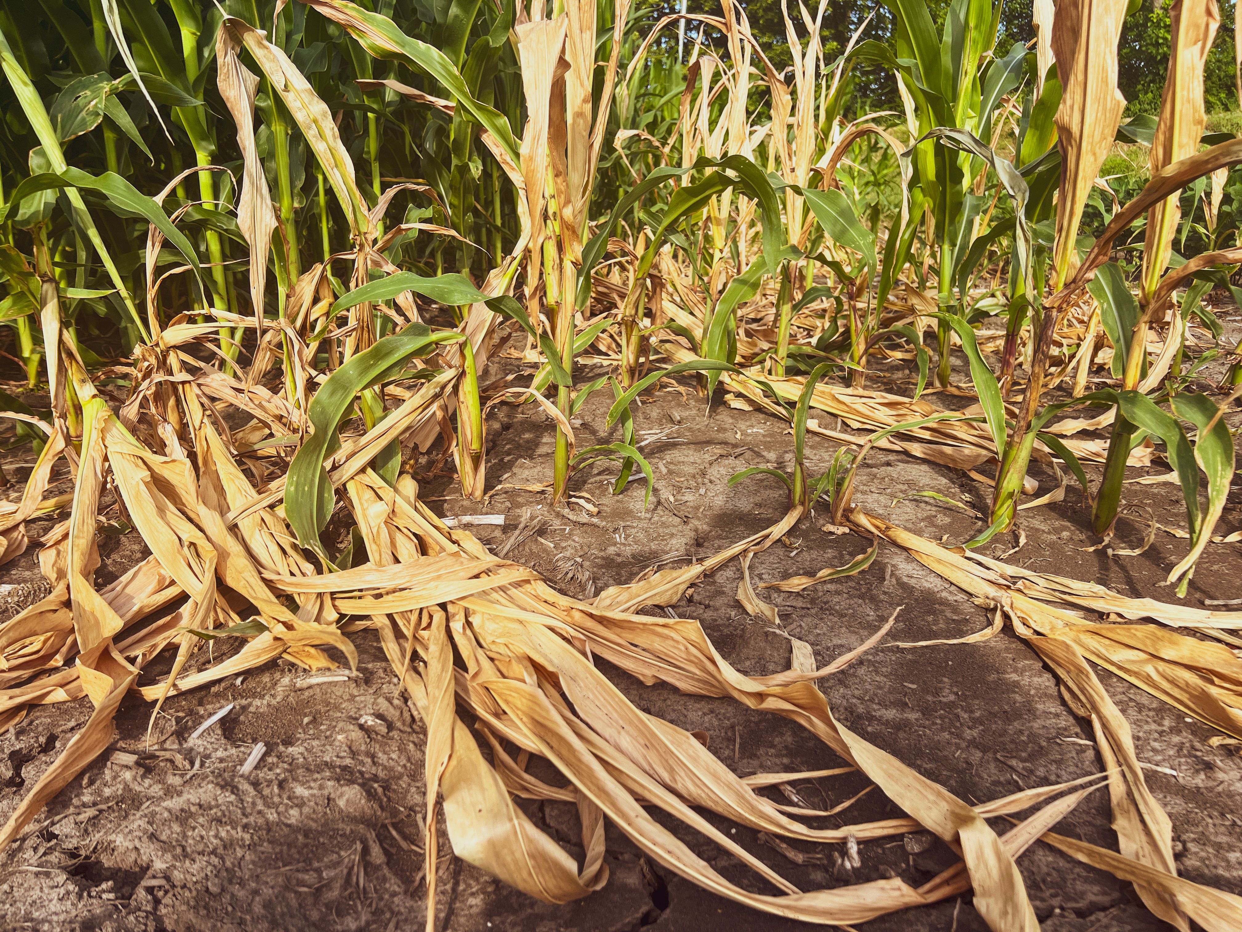 drought resistant crops