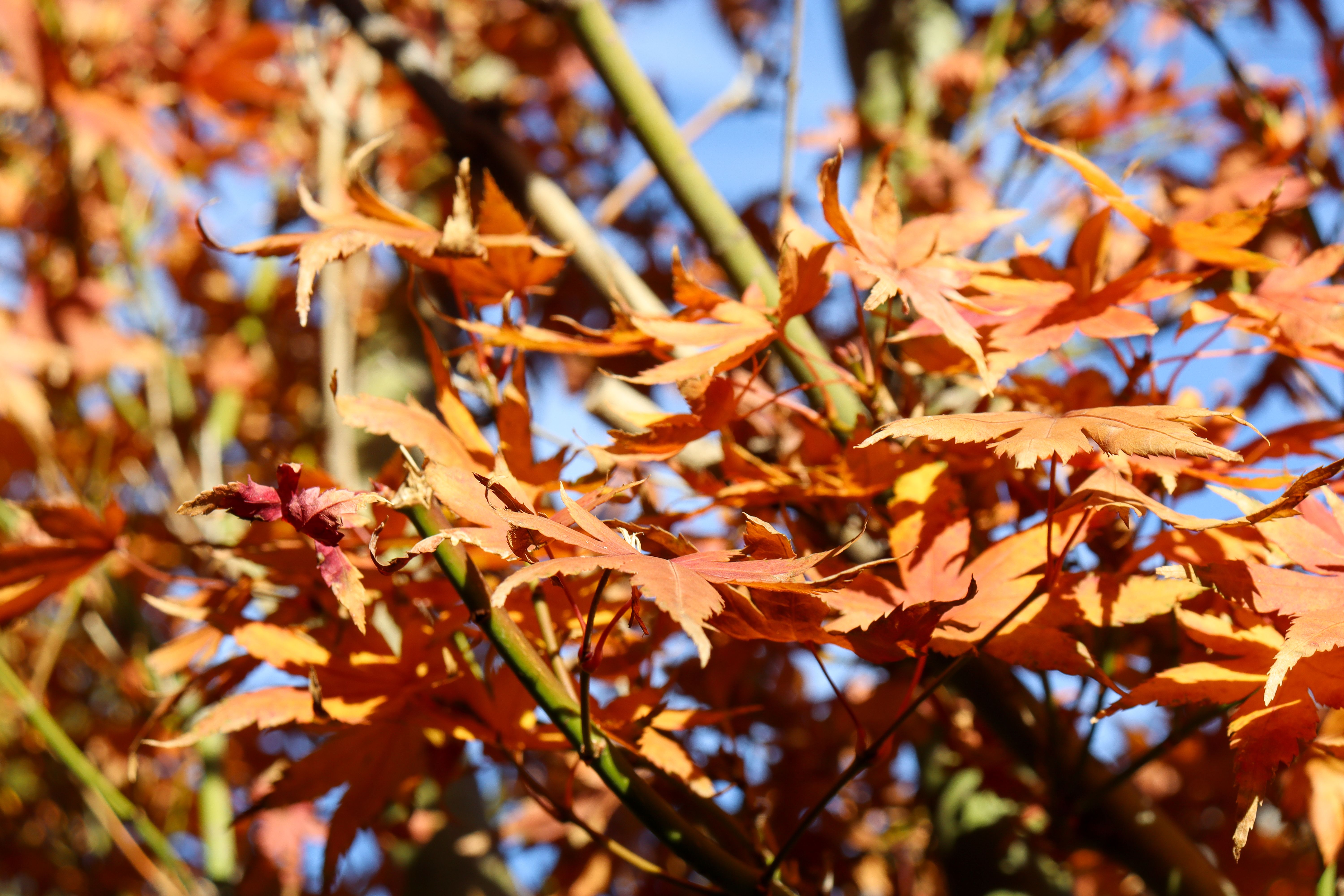 autumn foliage Australia
