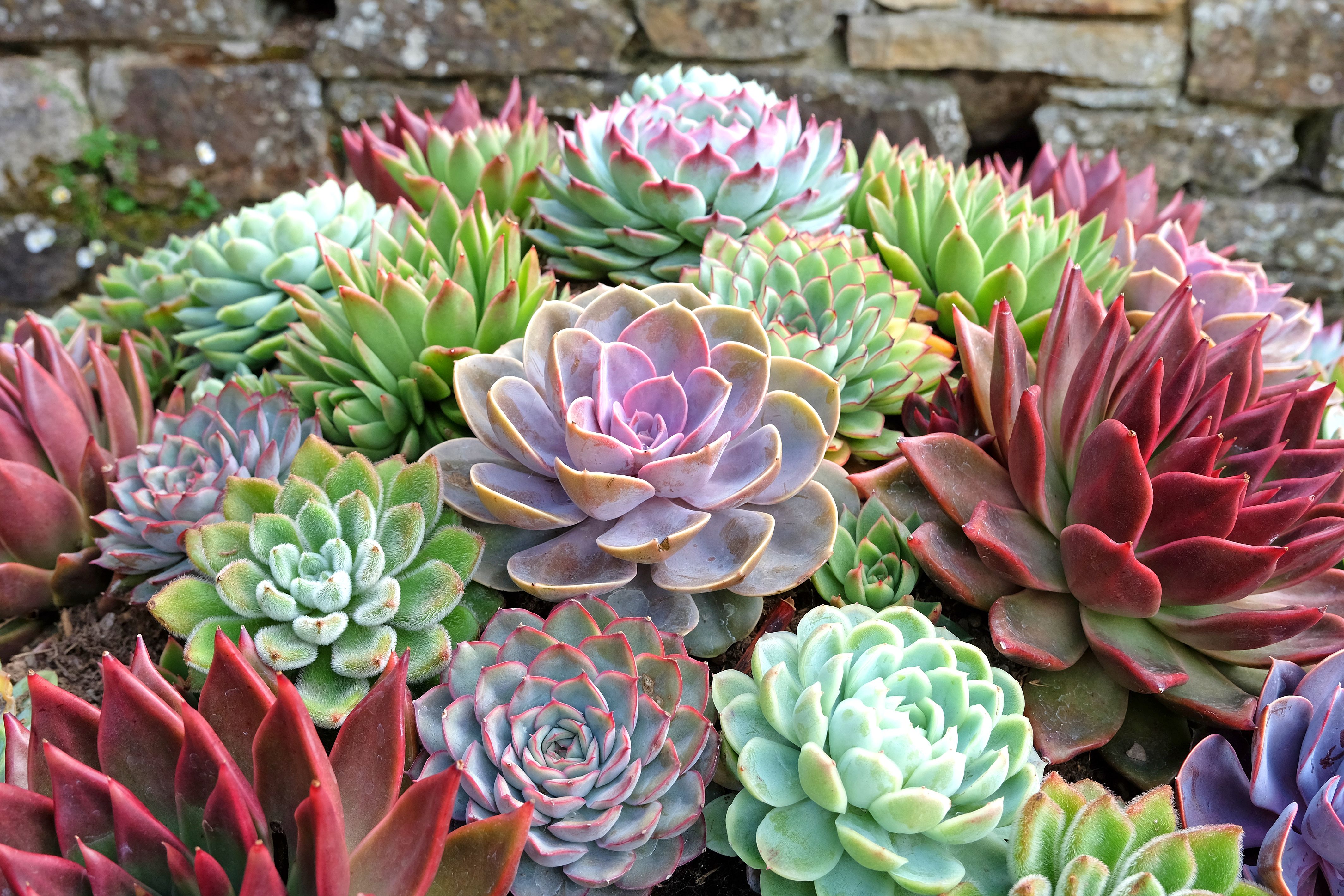 drought tolerant plants