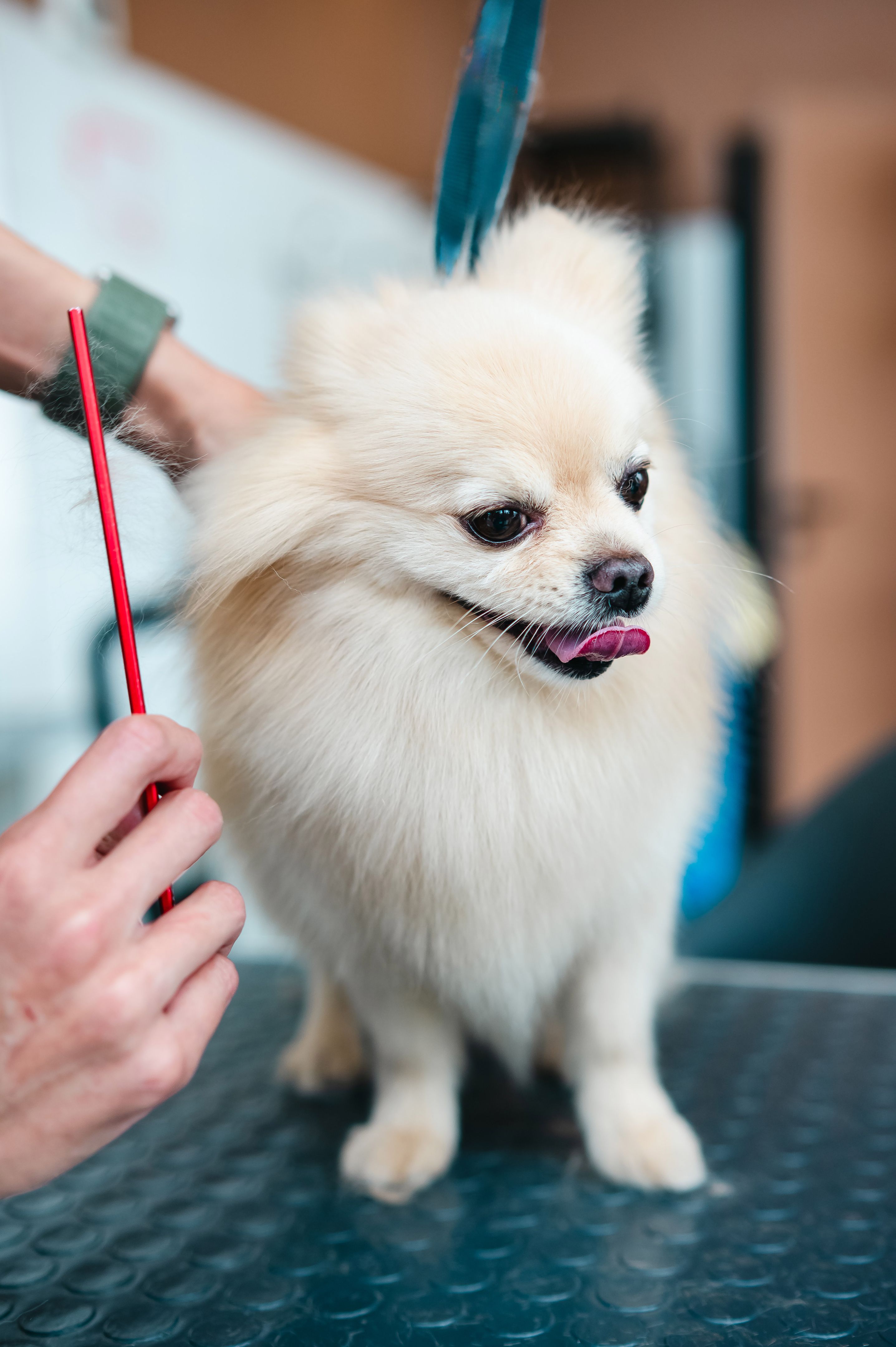 dog care