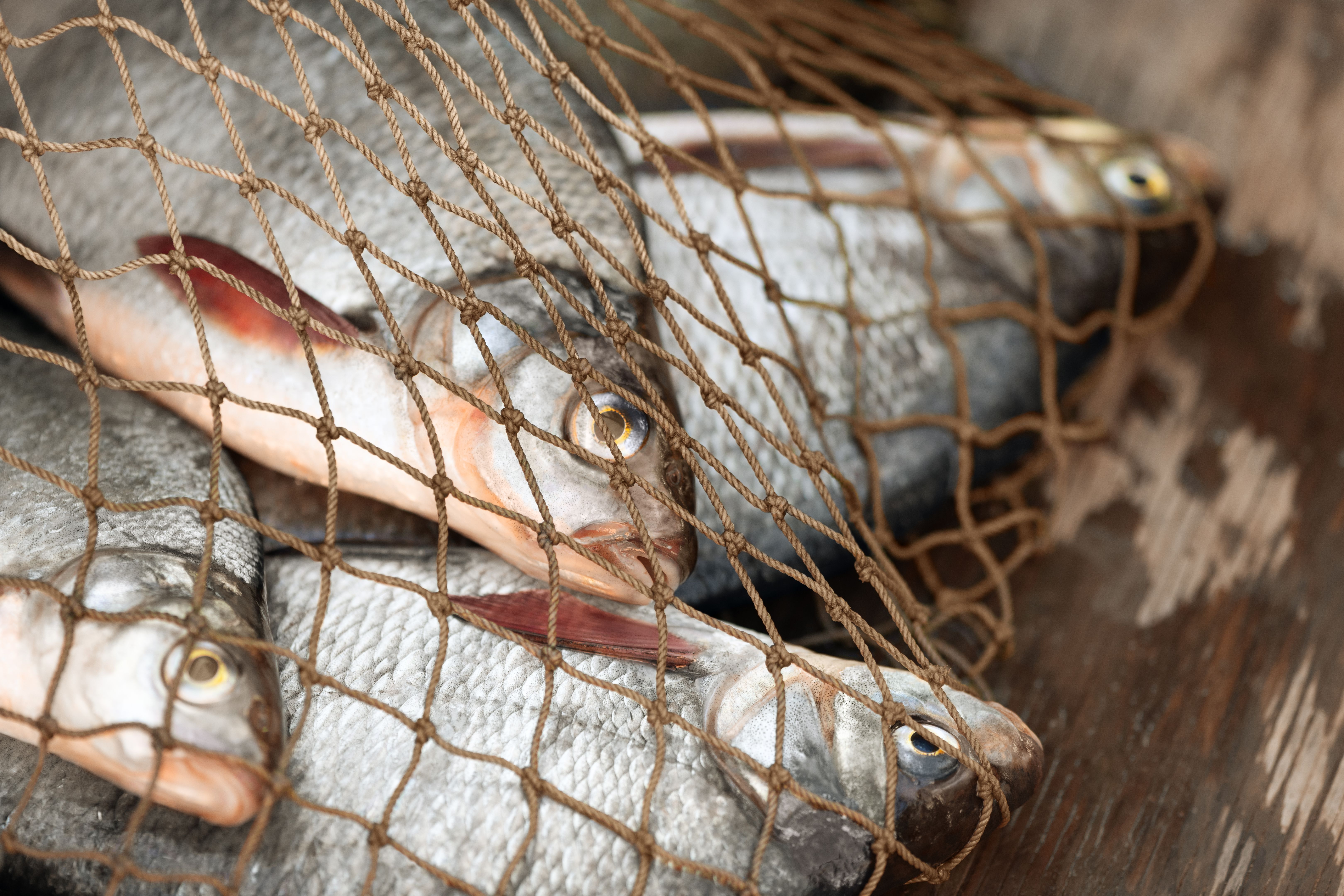 illegal fishing