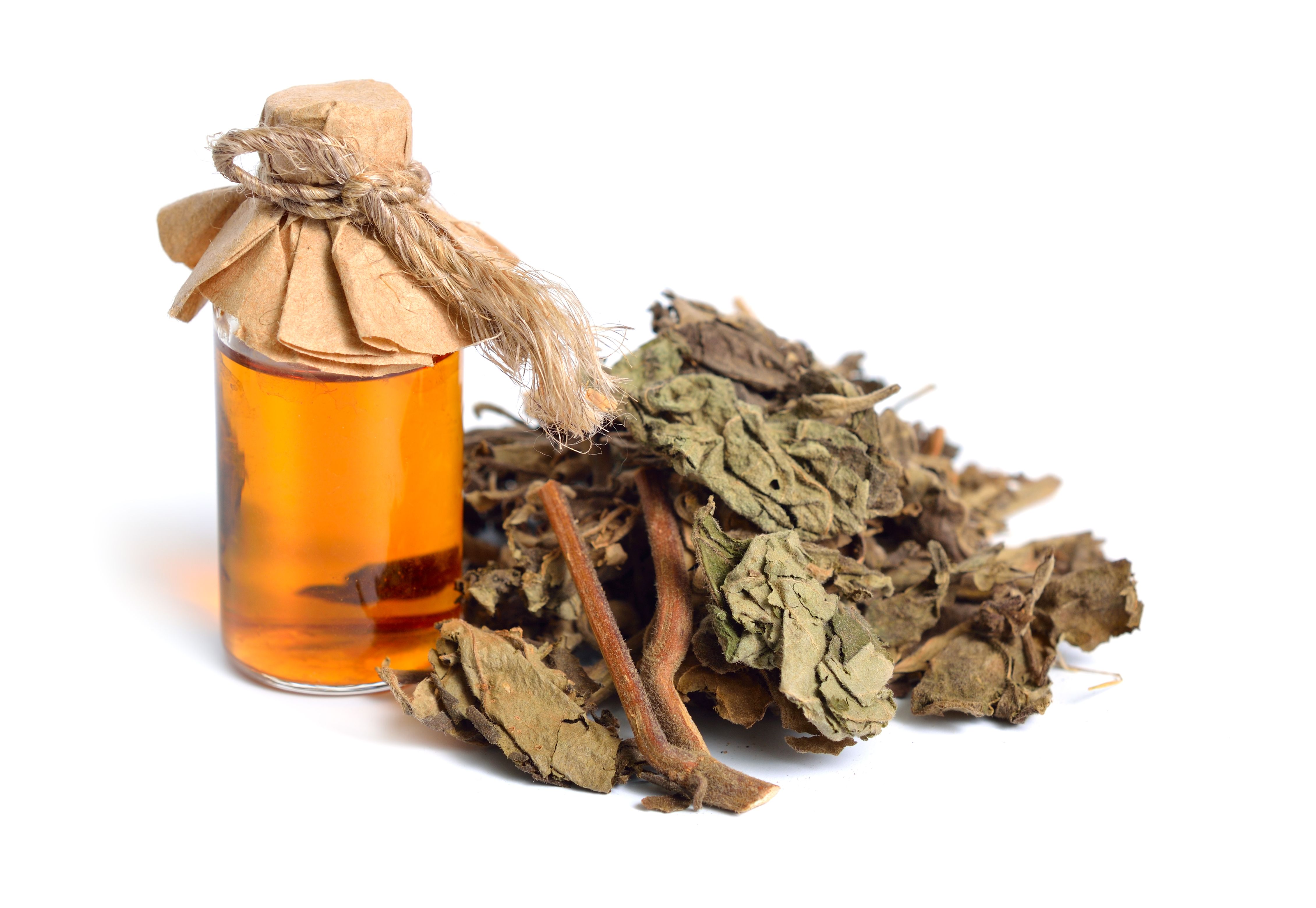 Dried Pachouli plant. Isolated on white background Dried Pachouli plant. Isolated on white background