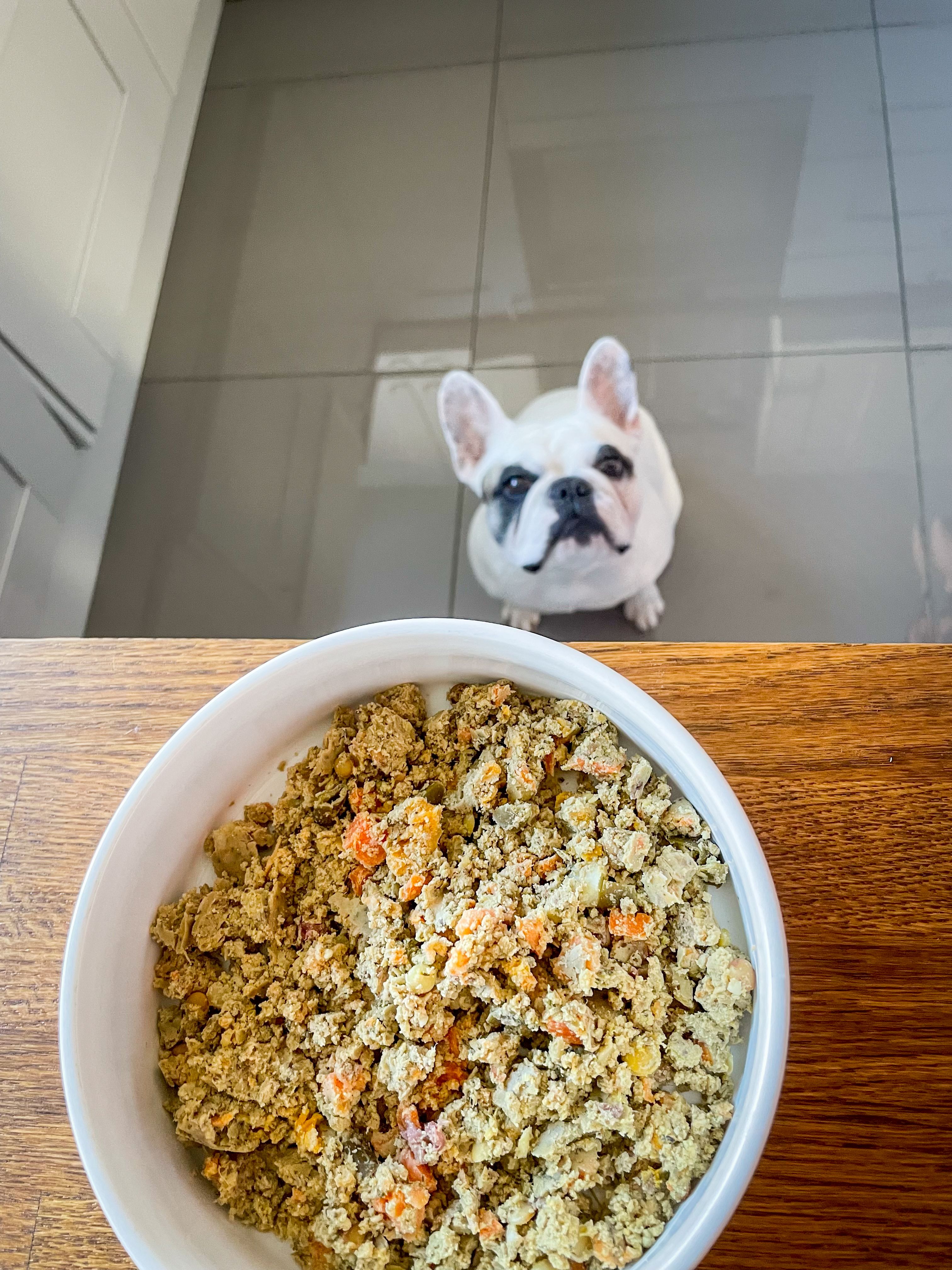 cooked dog food bowl