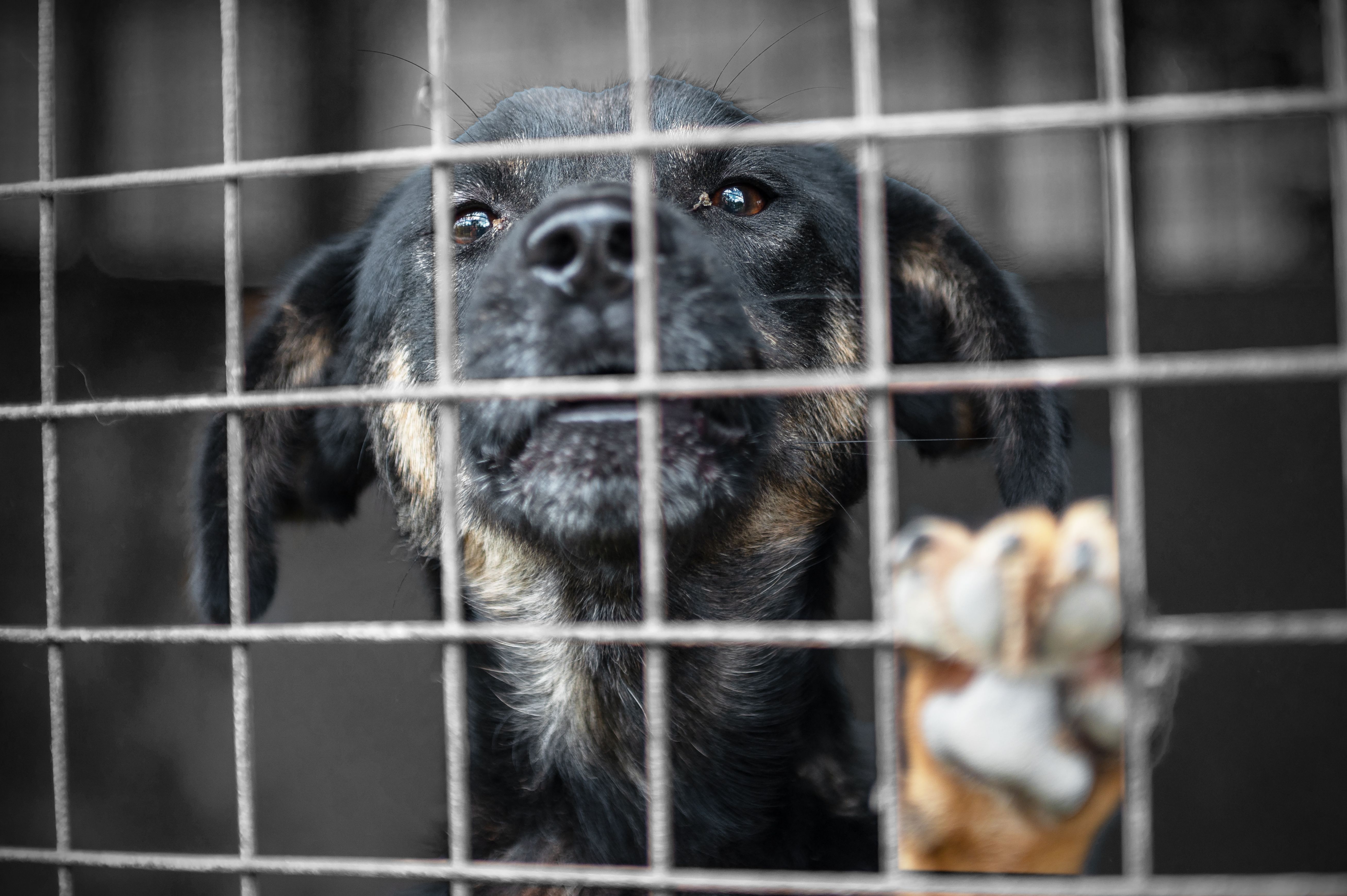 animal rescue