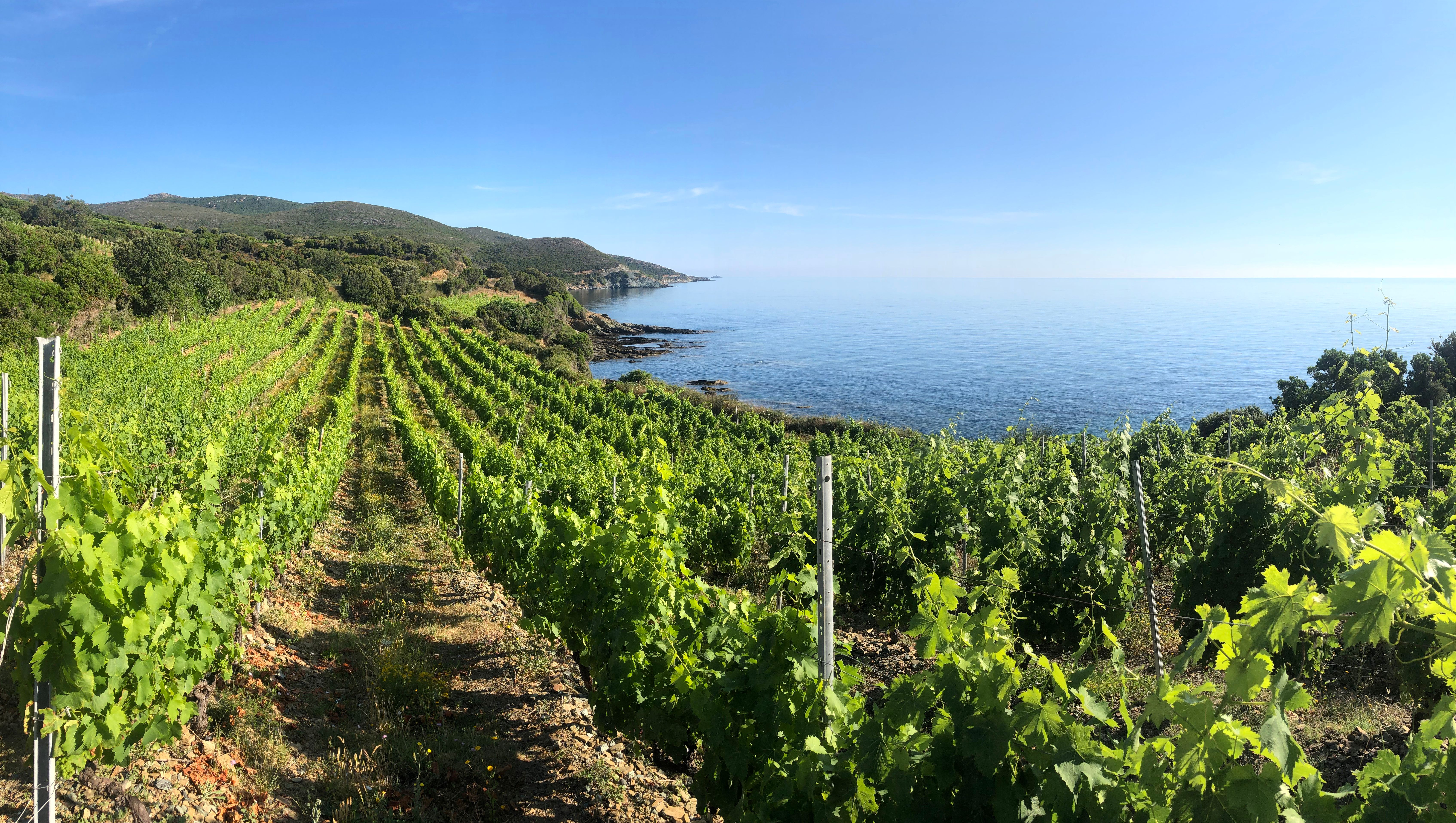 coastal vineyard