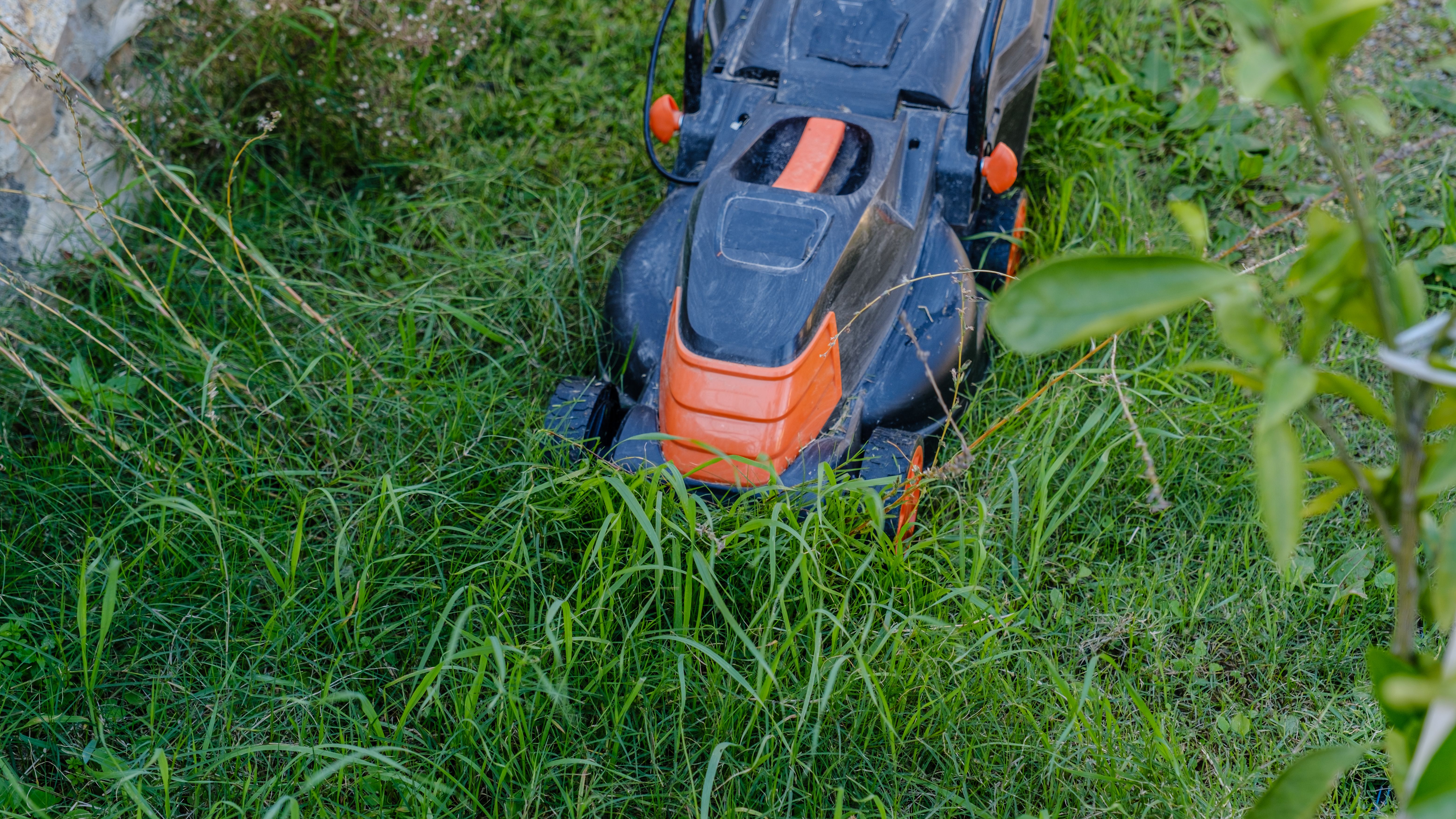 winter lawn care