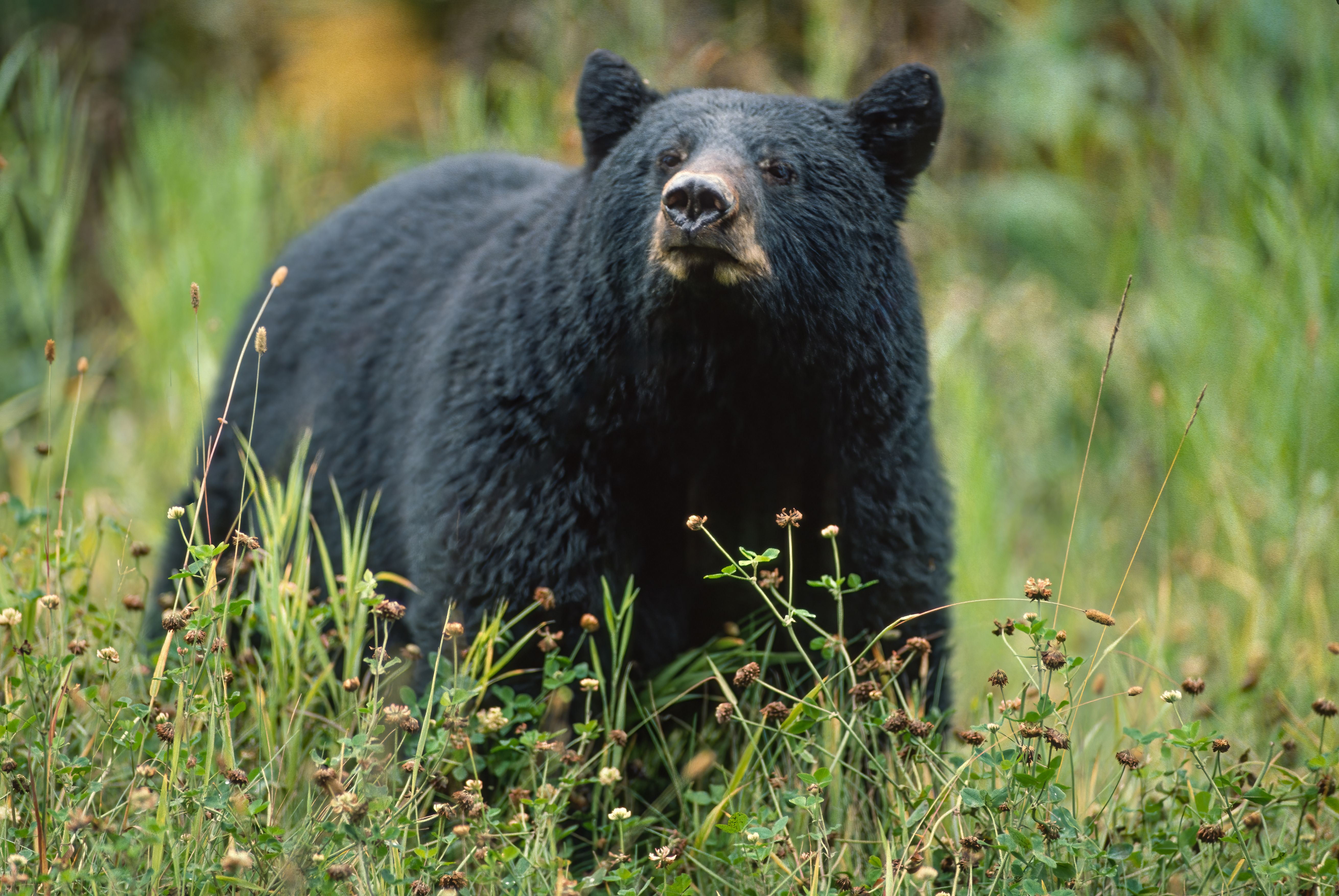 black bear