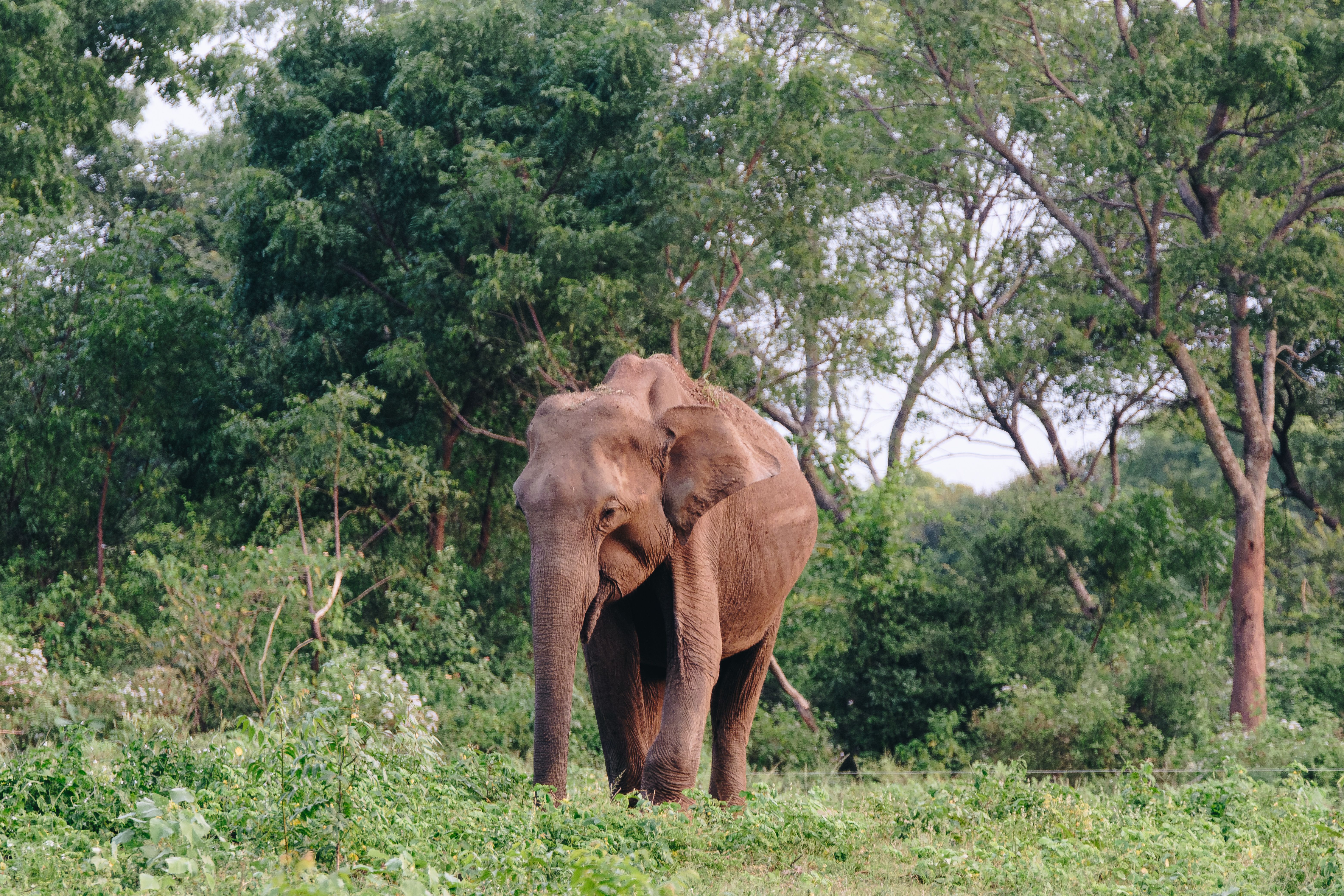 sri lanka nature