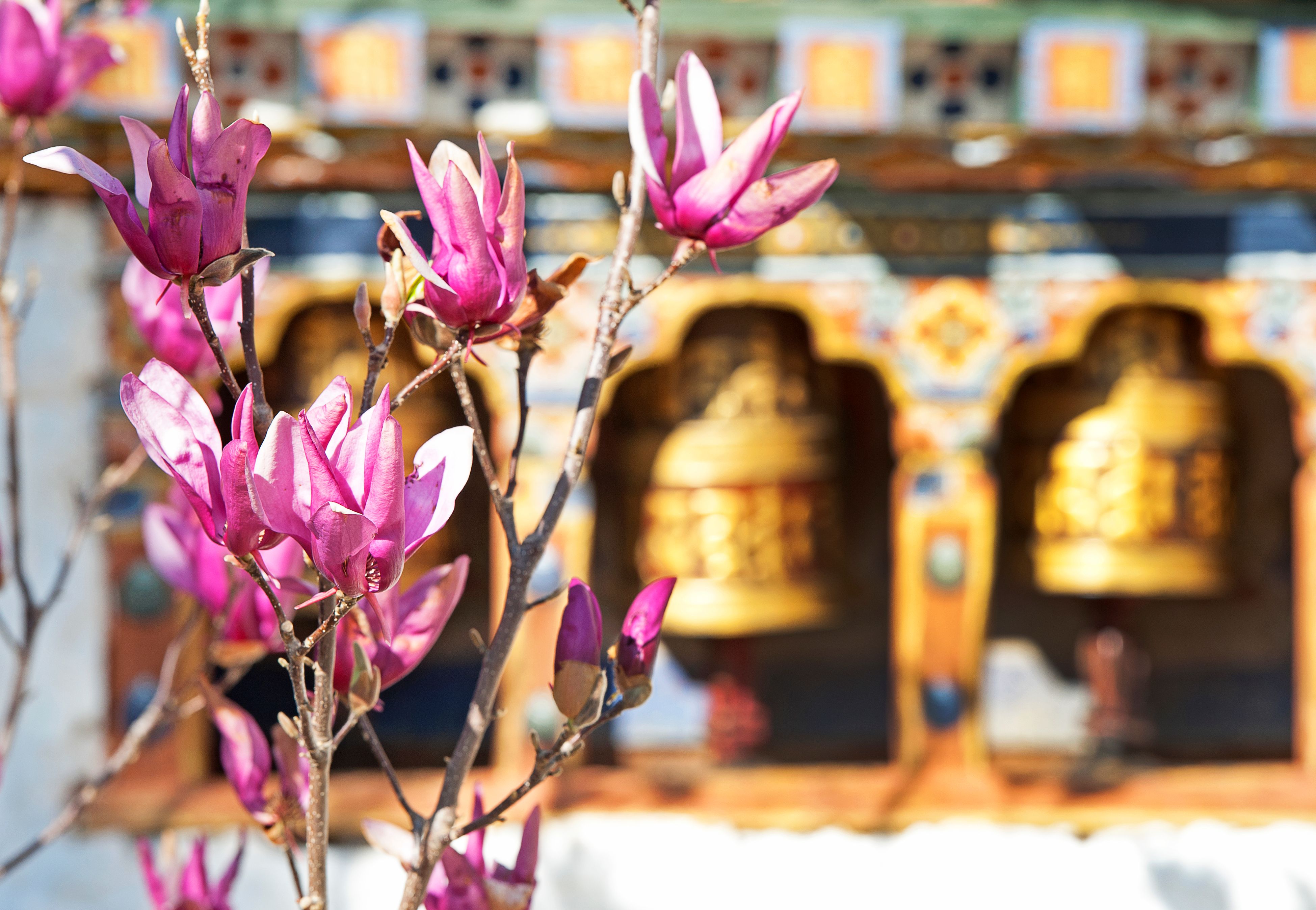 bhutan landscape spring