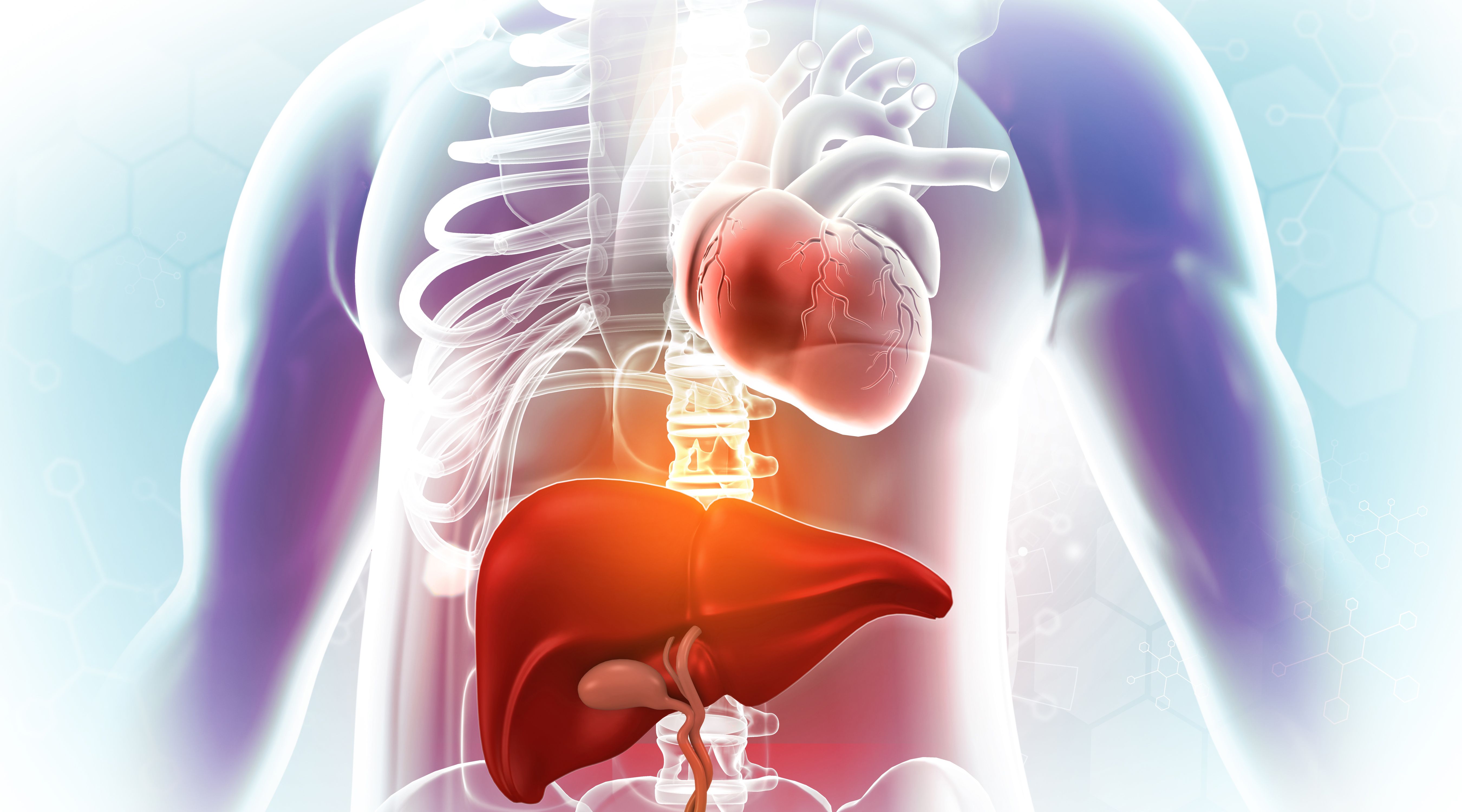 Human body anatomy liver and heart