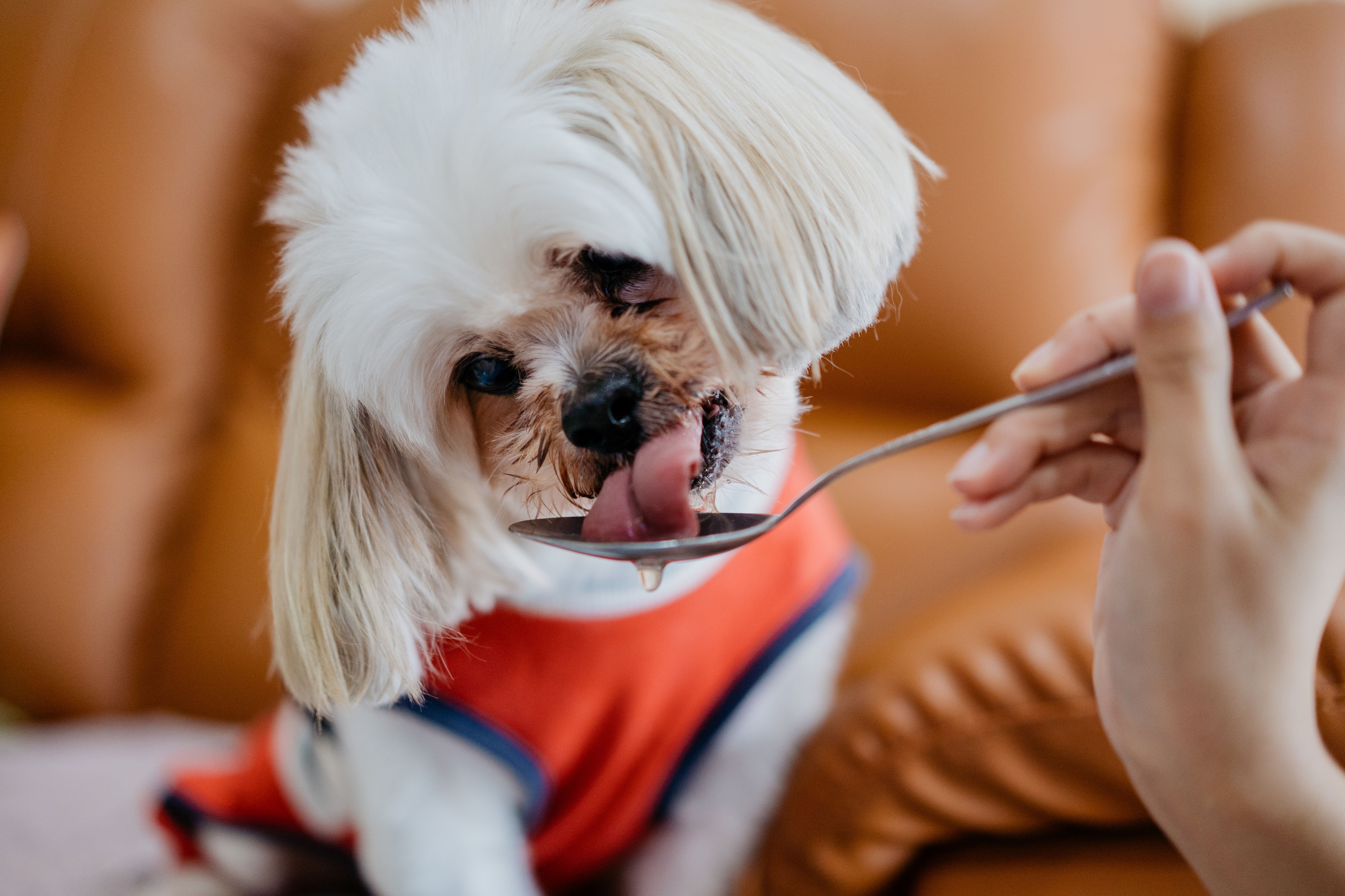 dog eating gourmet food
