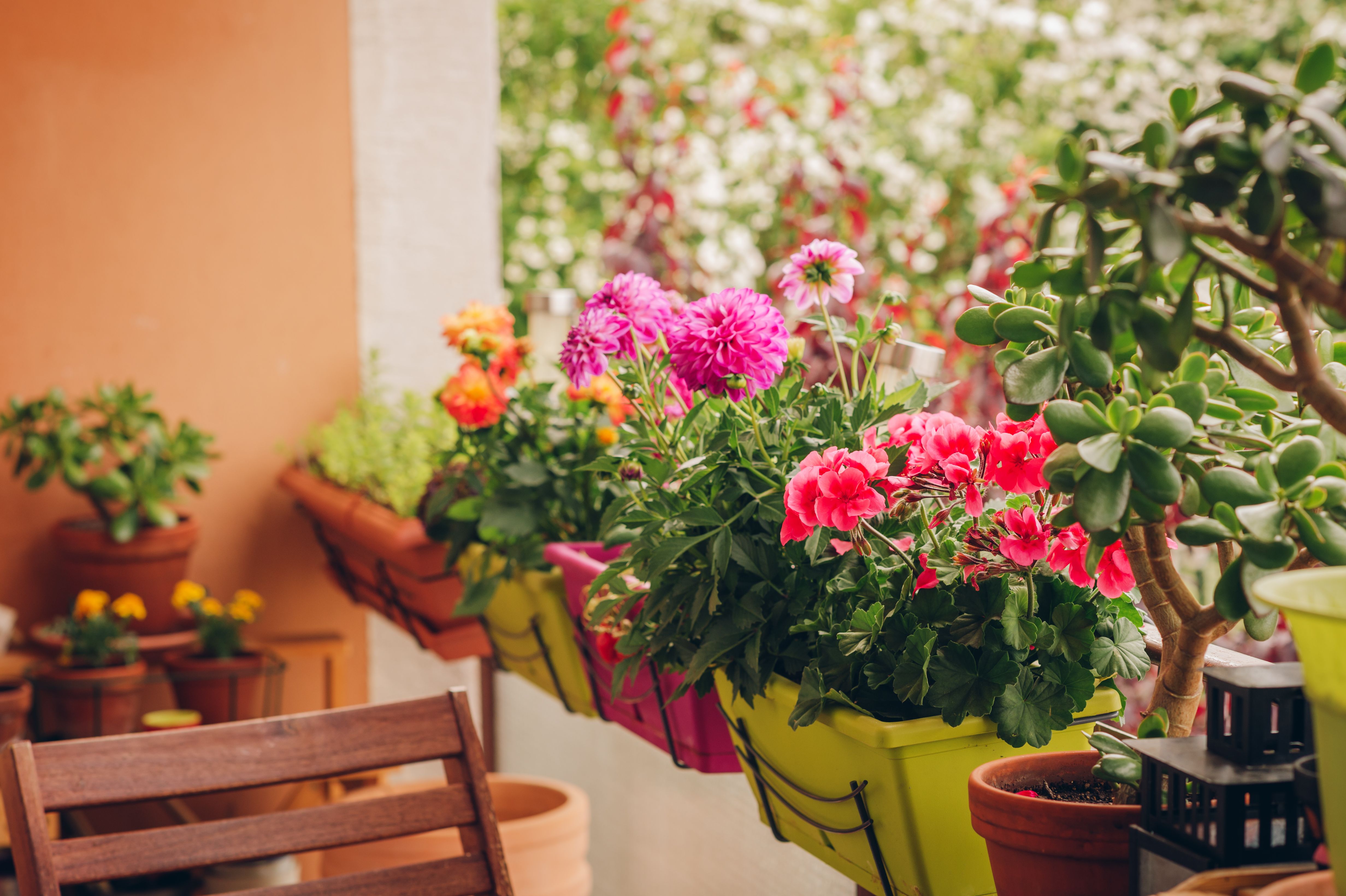 balcony plants