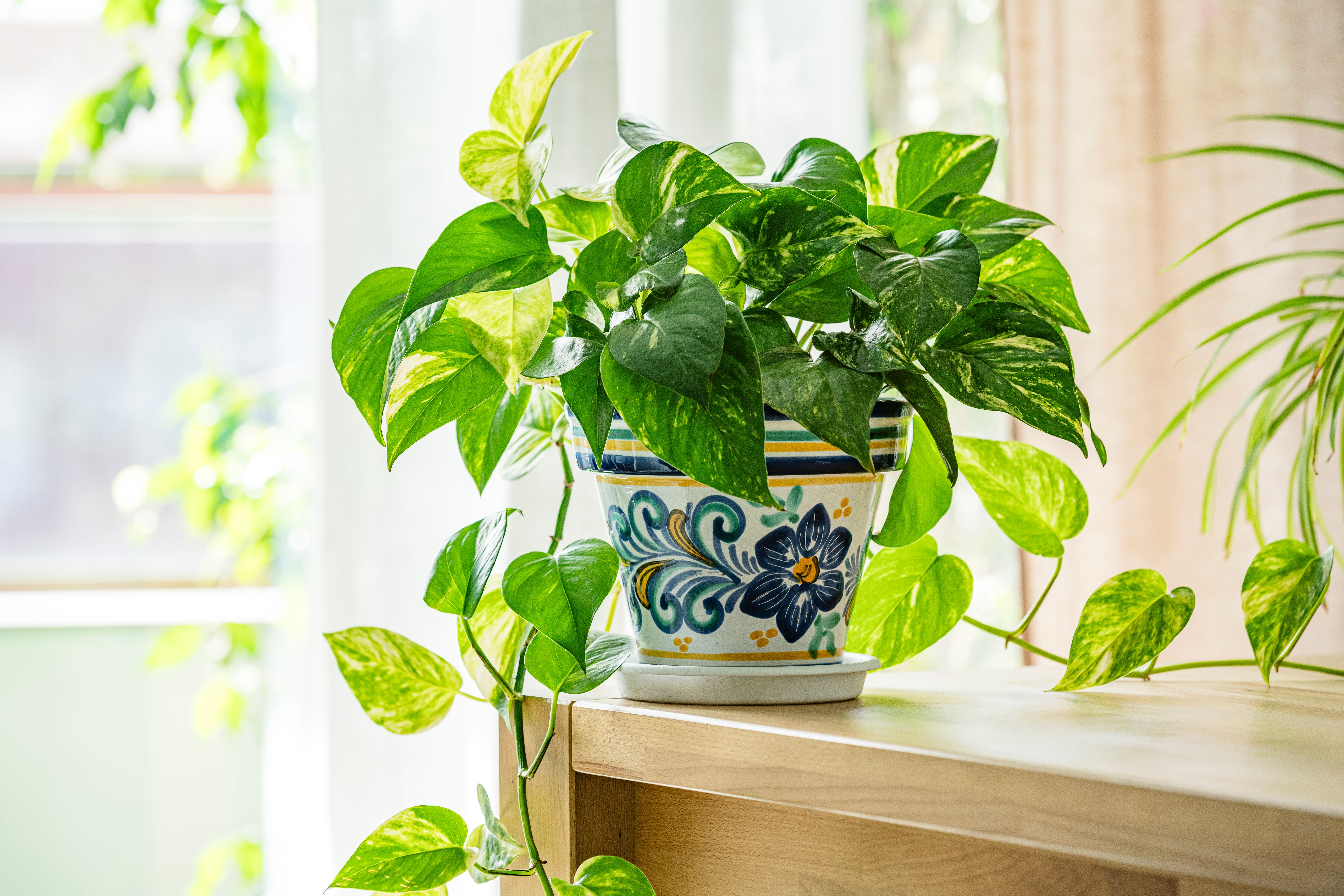 pothos plant