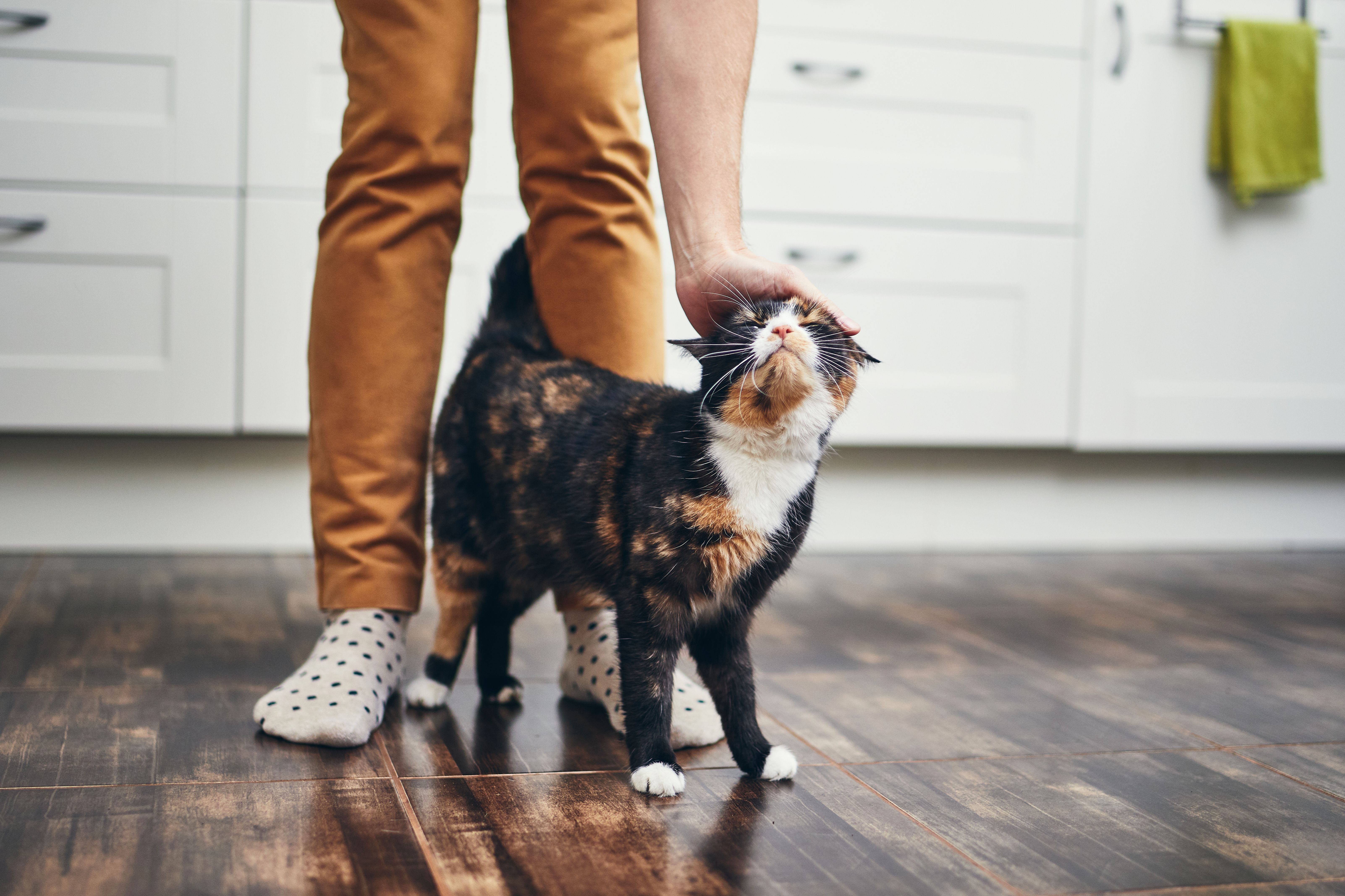 pet introduction