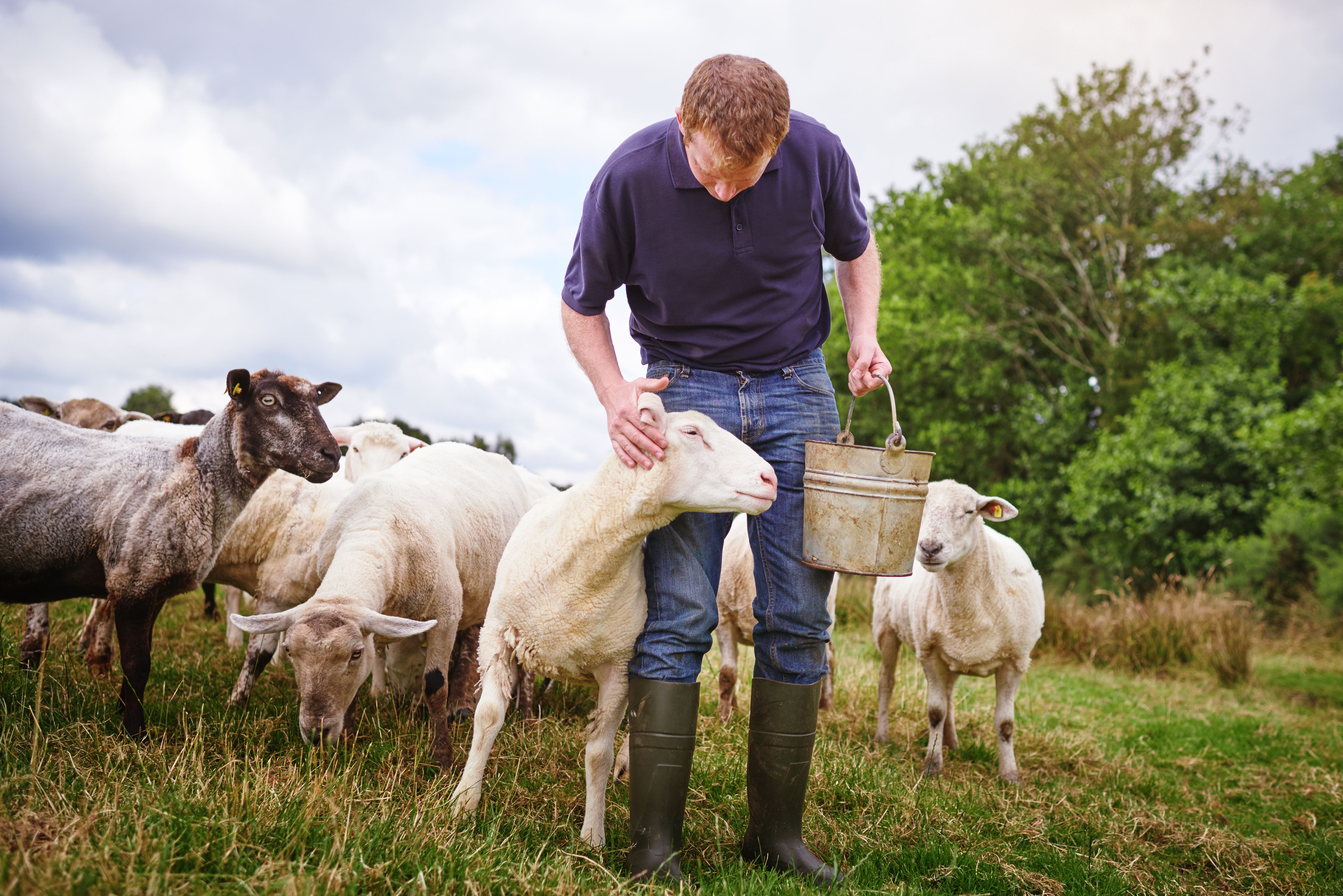 Hand fed and free range