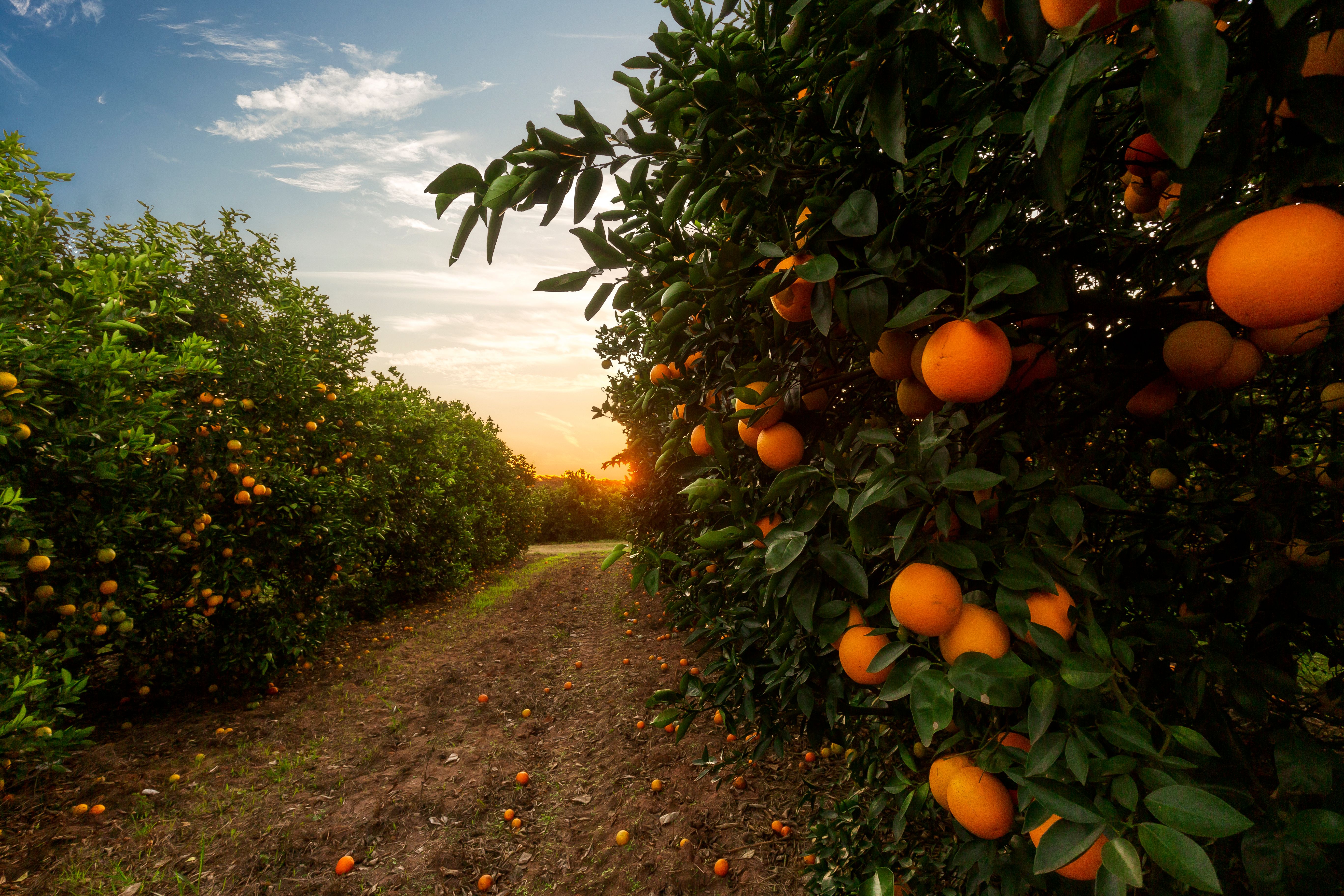 oranges on tree