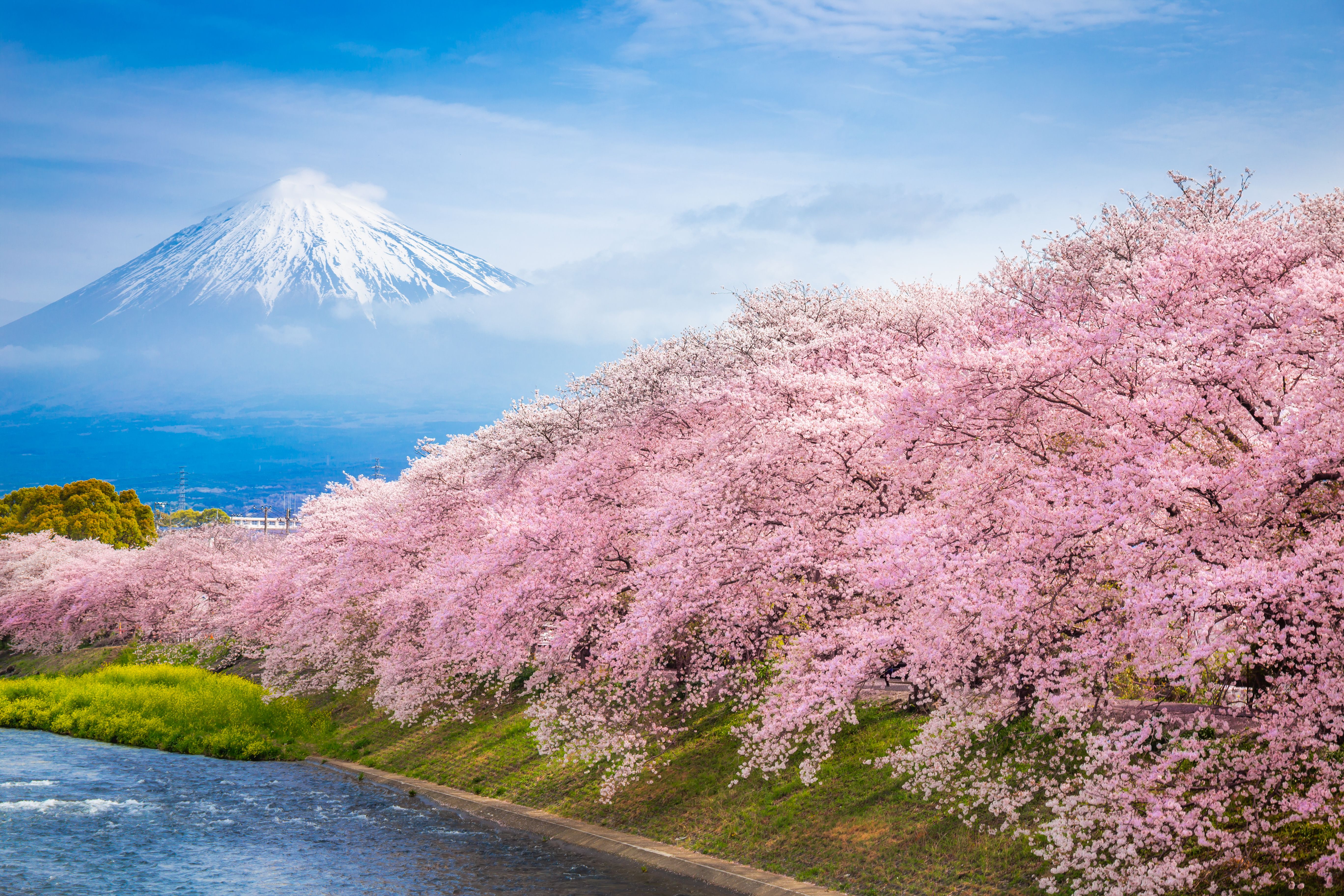 cherry blossoms