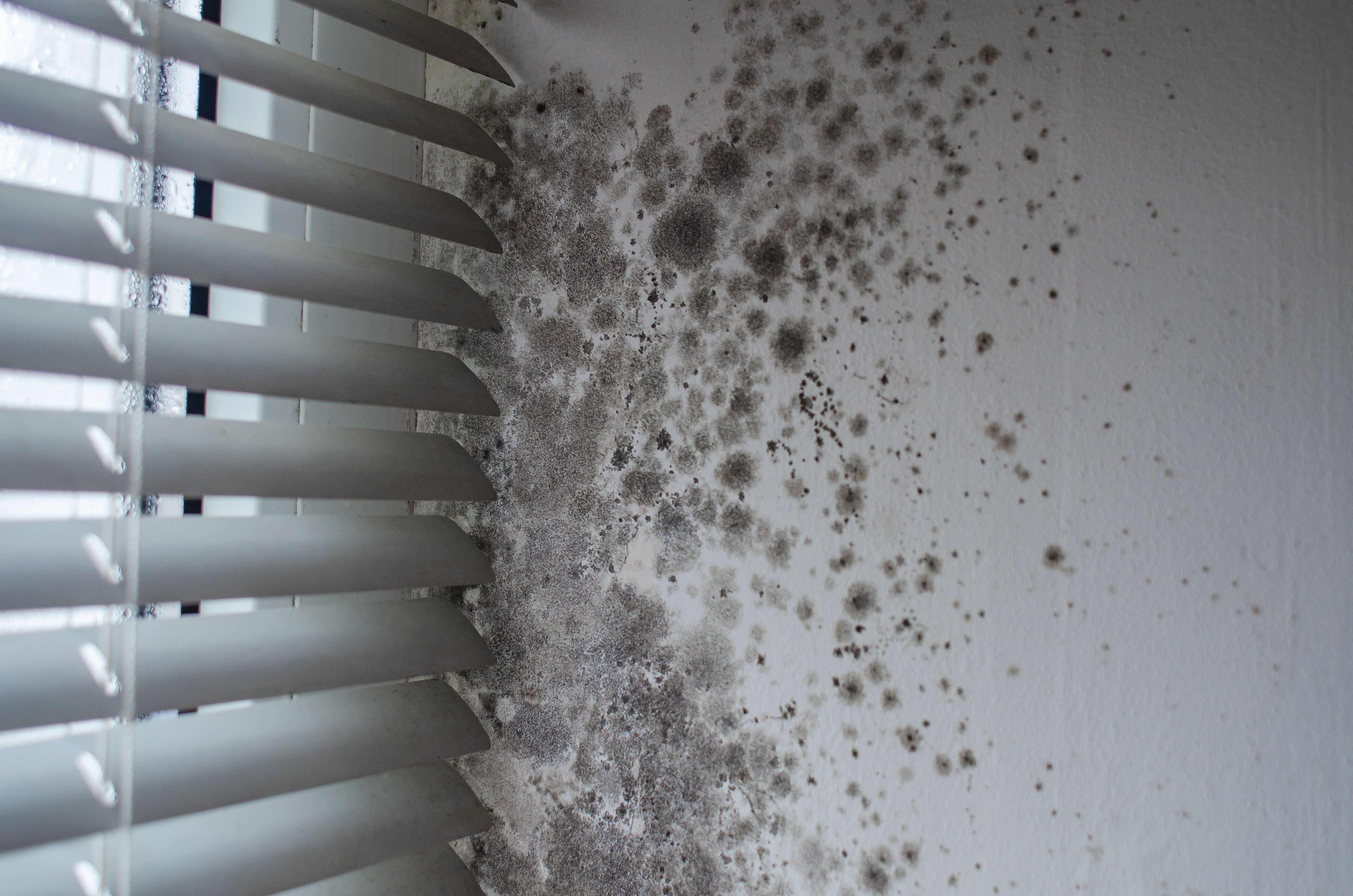 mold growth